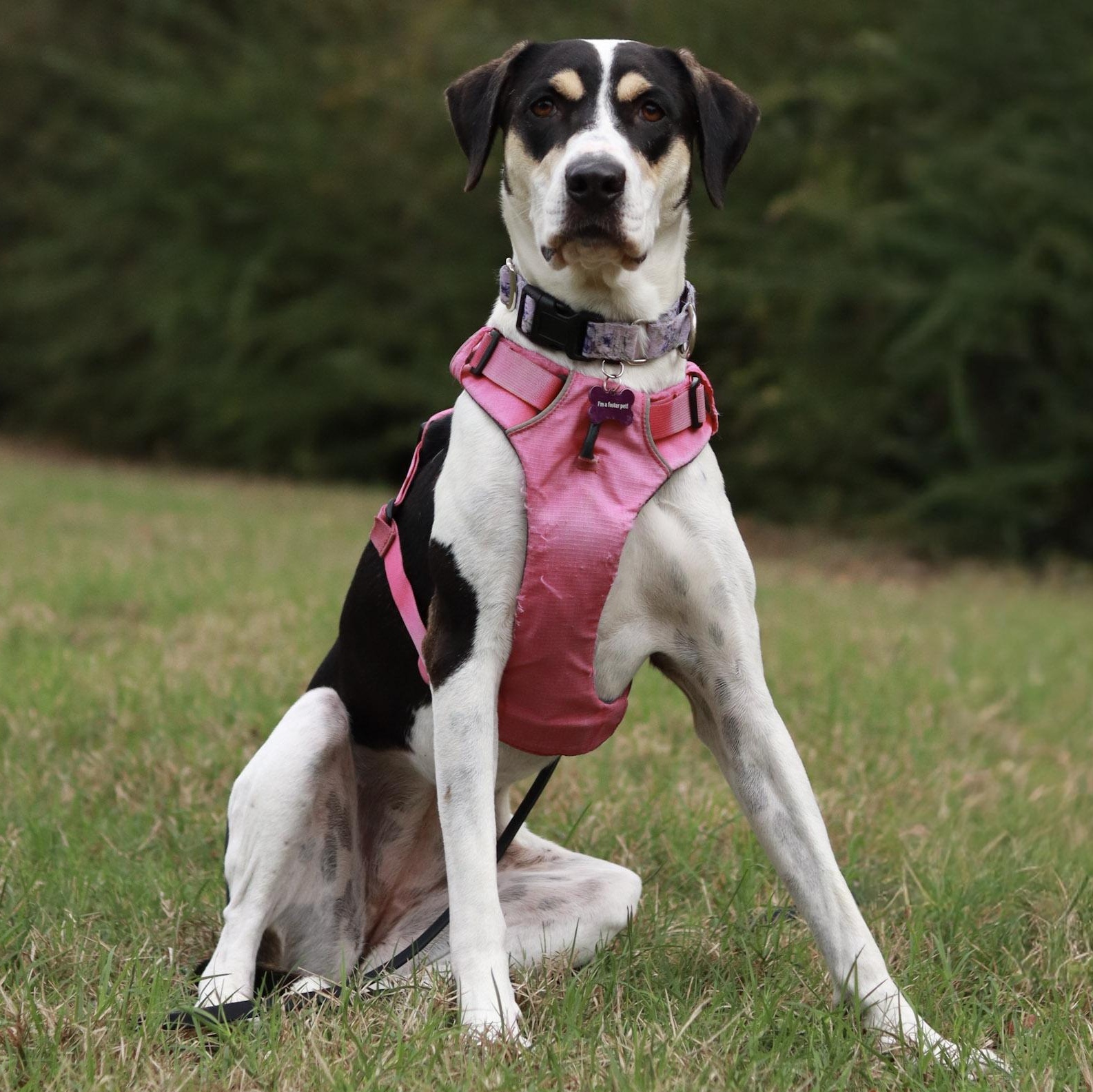 Vie, a Adoptable mixed breed in Bryan, TX image 3/4