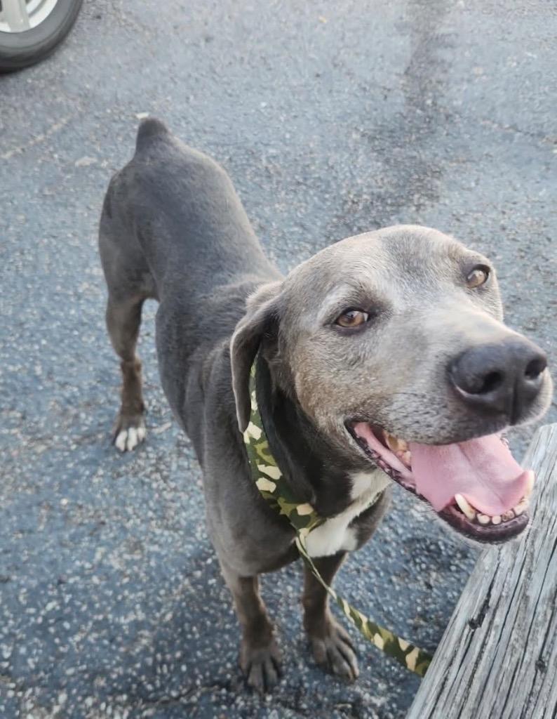 Finn, Adoptable, Adult Male Weimaraner.