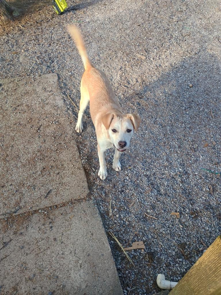 Punky, Adoptable, Young Female Mixed Breed.