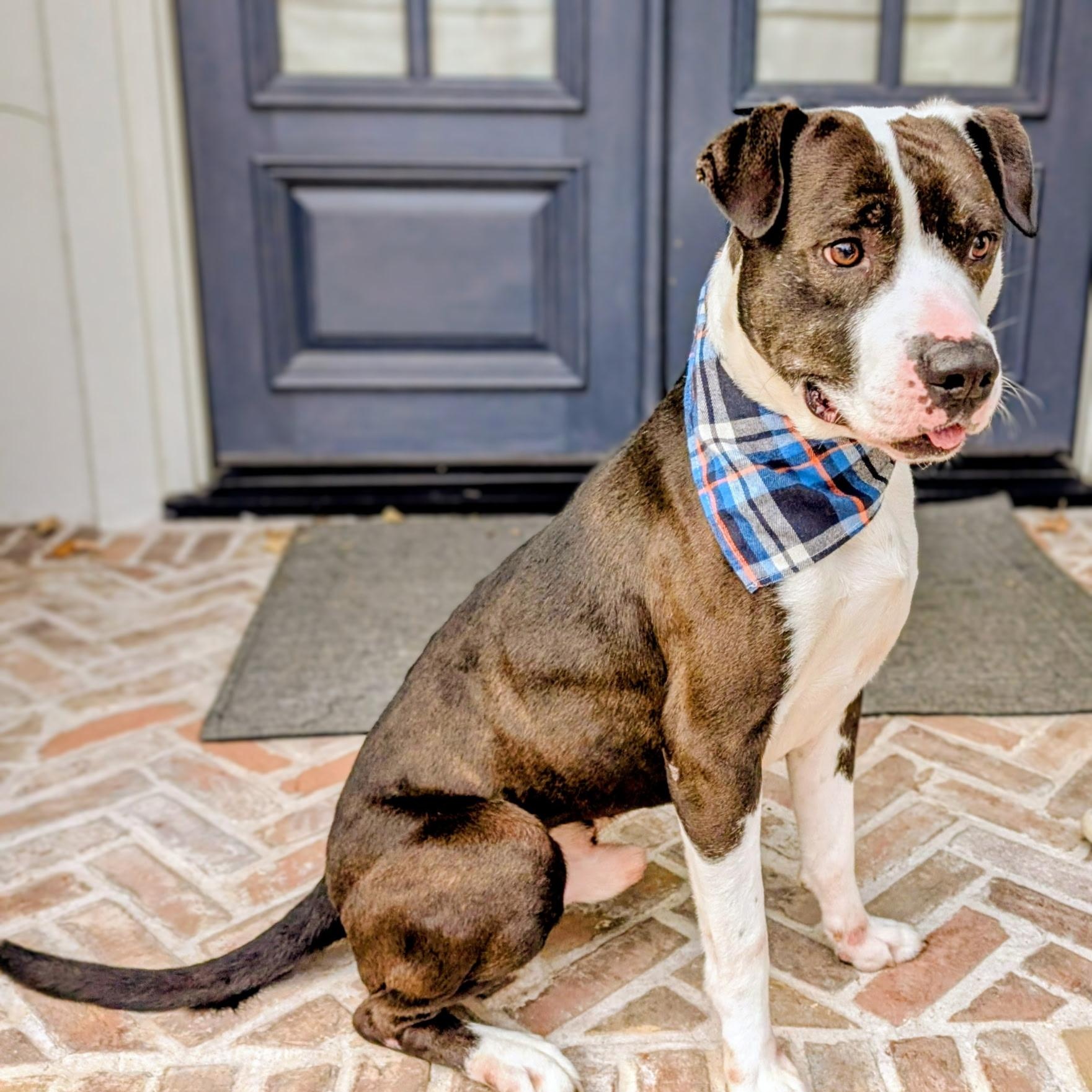 Snoopy – Cuddles, Affectionate, Well mannered, Low to Medium Energy level! — thumbnail 2