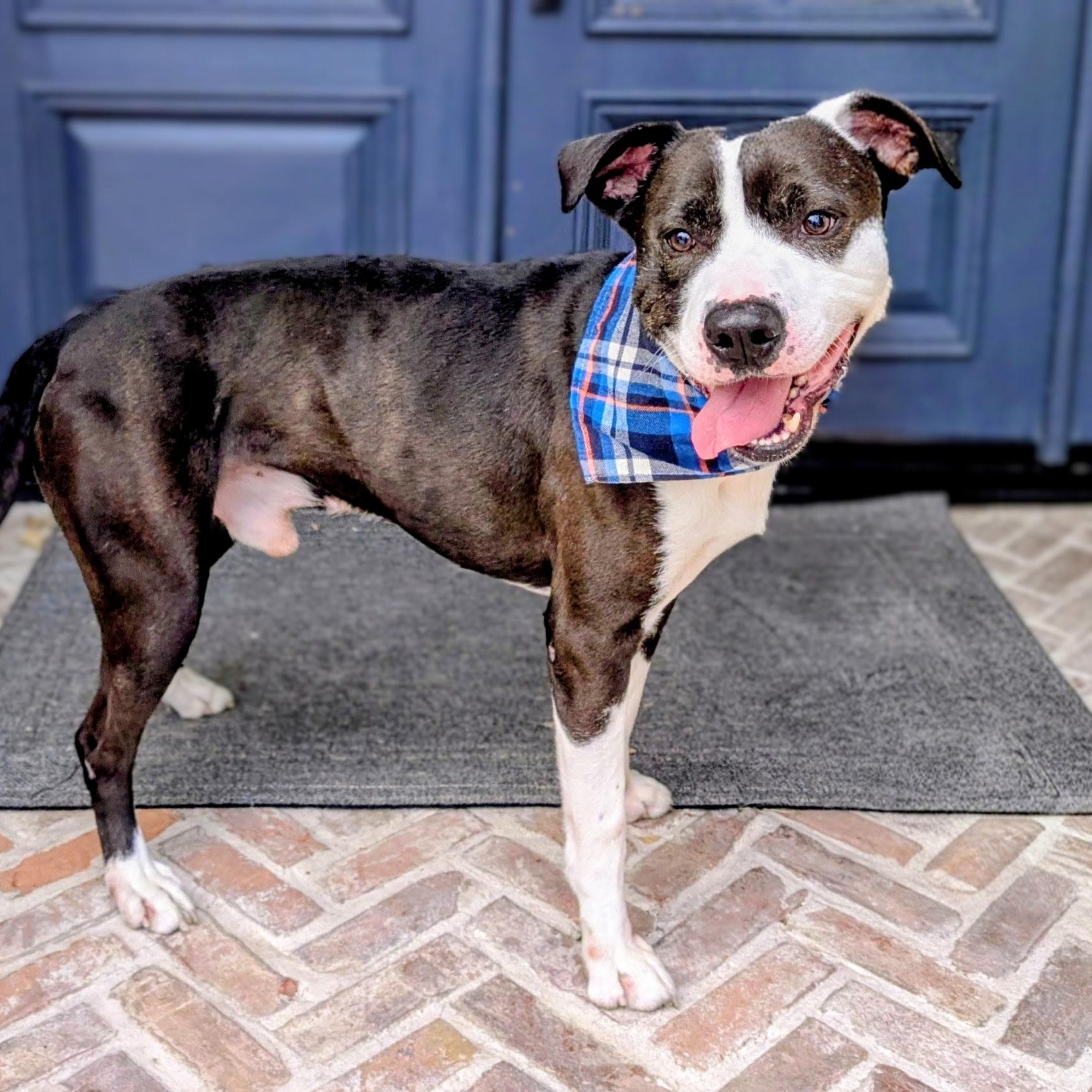 Snoopy – Cuddles, Affectionate, Well mannered, Low to Medium Energy level! — thumbnail 3