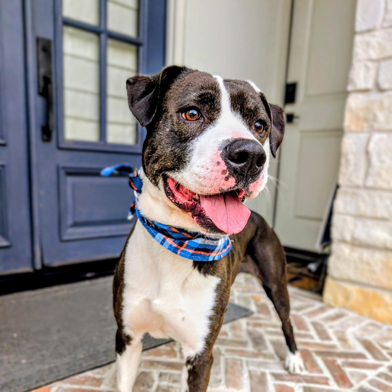 Snoopy – Cuddles, Affectionate, Well mannered, Low to Medium Energy level! — thumbnail 4