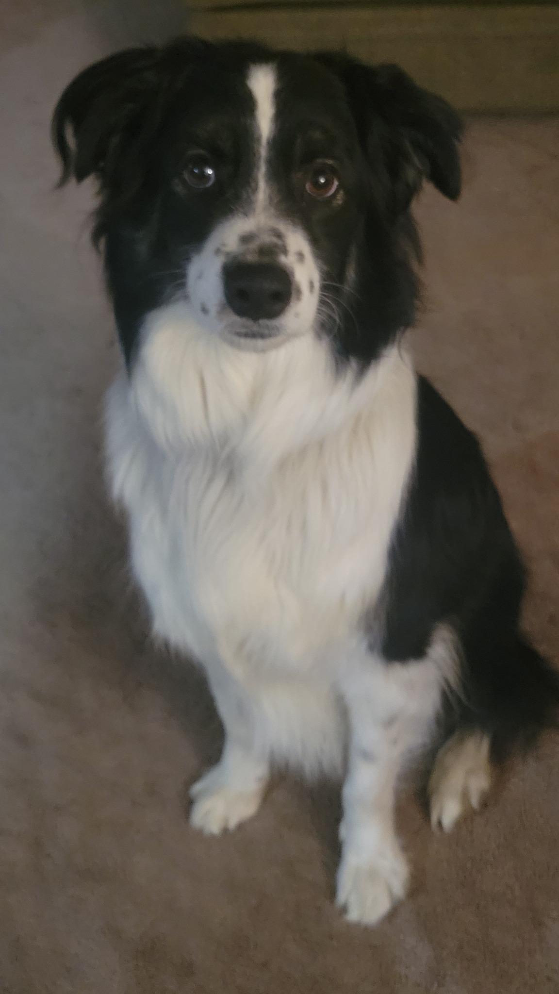 Odin, a Adoptable Australian Shepherd in Elk River, MN image 1/2