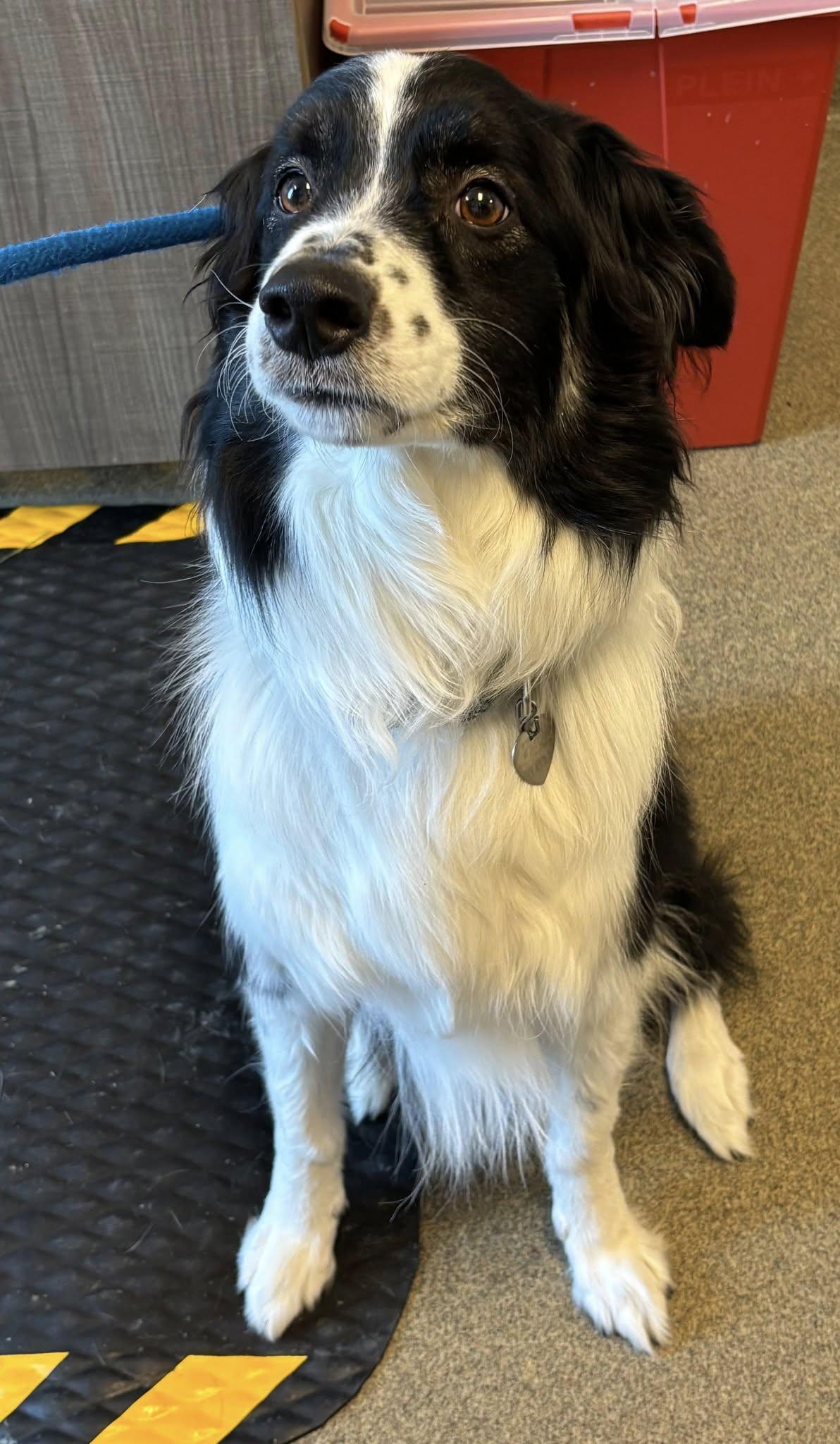 Odin, a Adoptable Australian Shepherd in Elk River, MN image 2/2