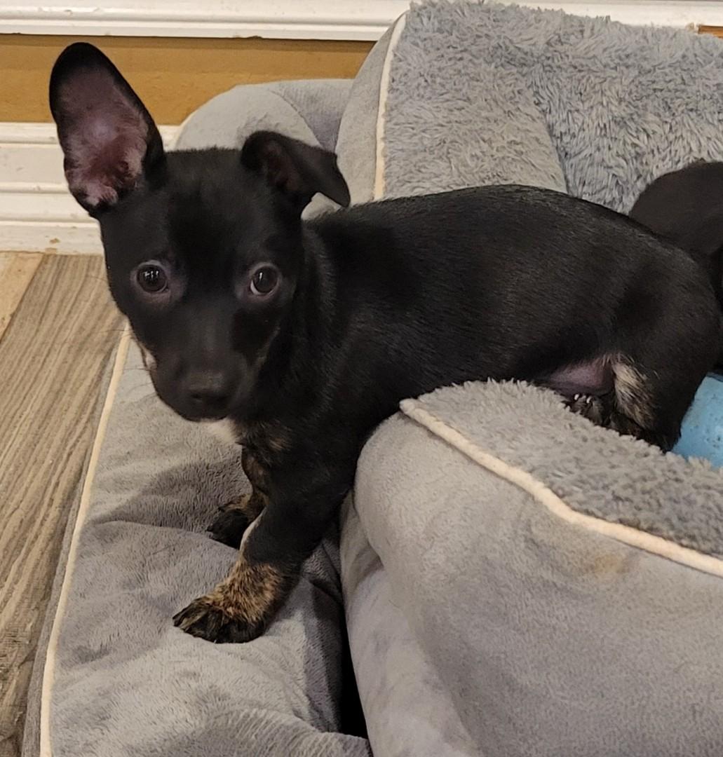 Mork (will be at our Headquarters this Saturday 10-12), an adopted mixed breed in De Pere, WI image 3/4