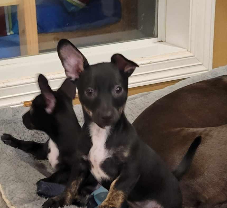 Mork (will be at our Headquarters this Saturday 10-12), an adopted mixed breed in De Pere, WI image 4/4