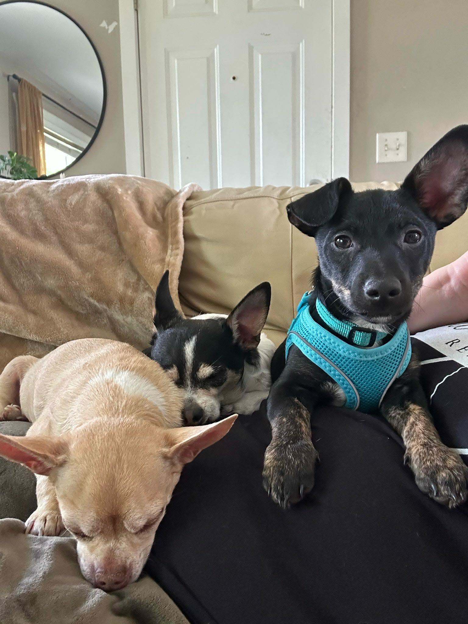 Mork (will be at our Headquarters this Saturday 10-12), an adopted mixed breed in De Pere, WI image 2/4