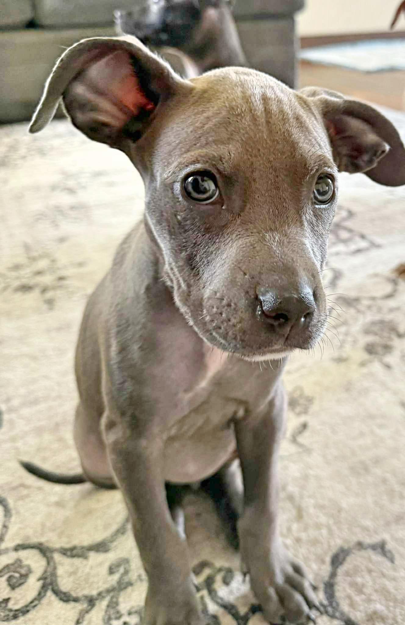 Enlarge River, a Adopted Pit Bull Terrier in Springfield, OH image 1/3