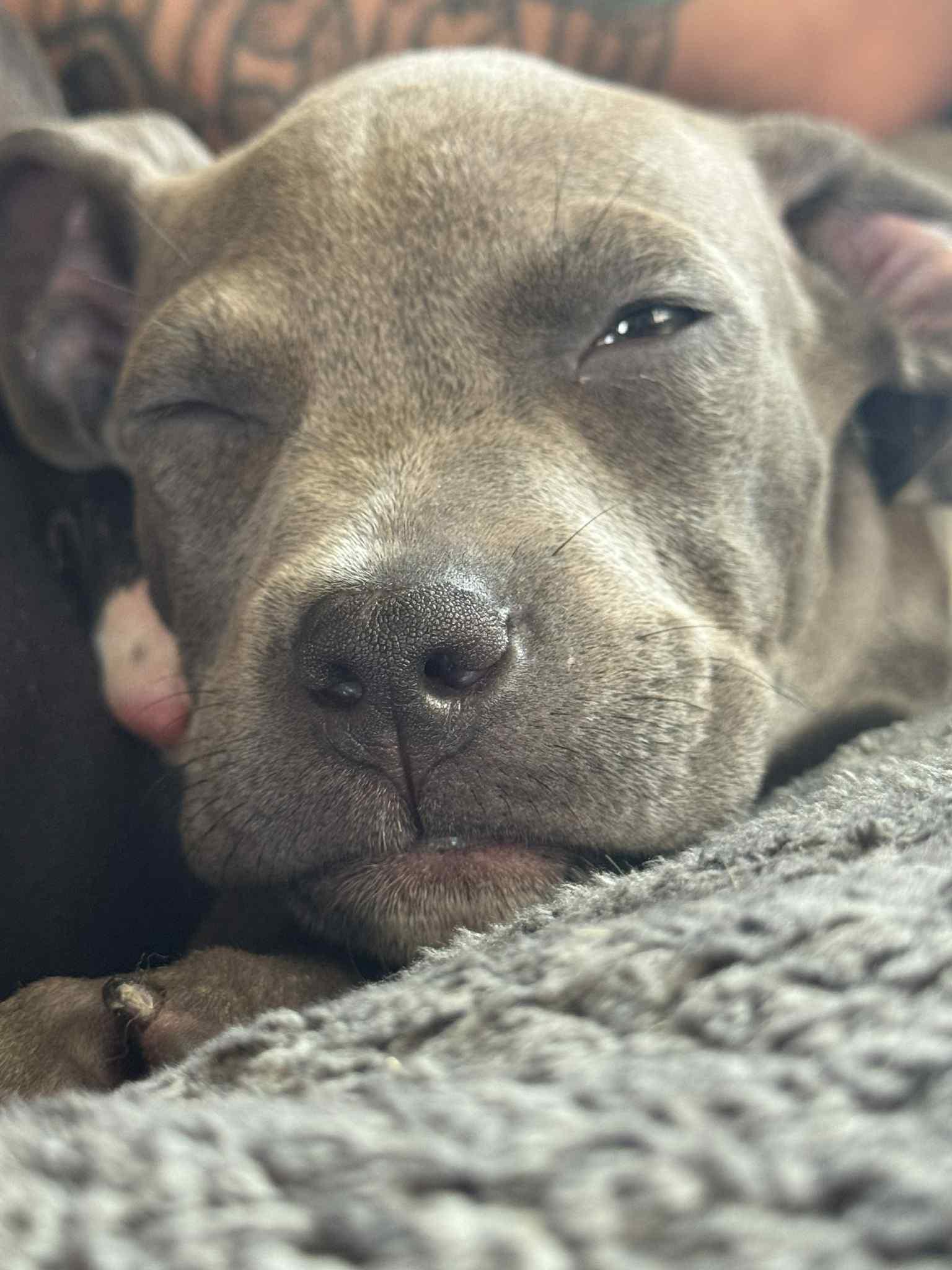 Enlarge River, a Adopted Pit Bull Terrier in Springfield, OH image 3/3