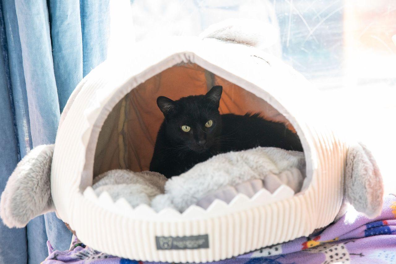 Falcon, Adoptable, Adult Male Domestic Short Hair.