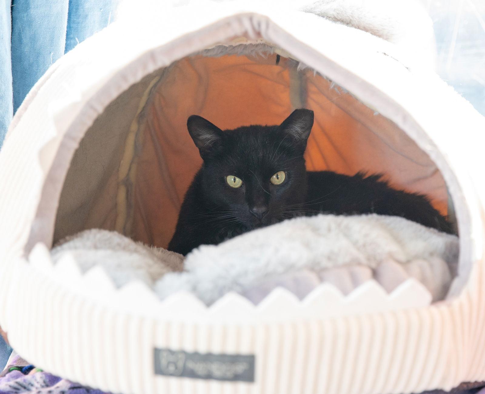 Falcon, Adoptable, Adult Male Domestic Short Hair.