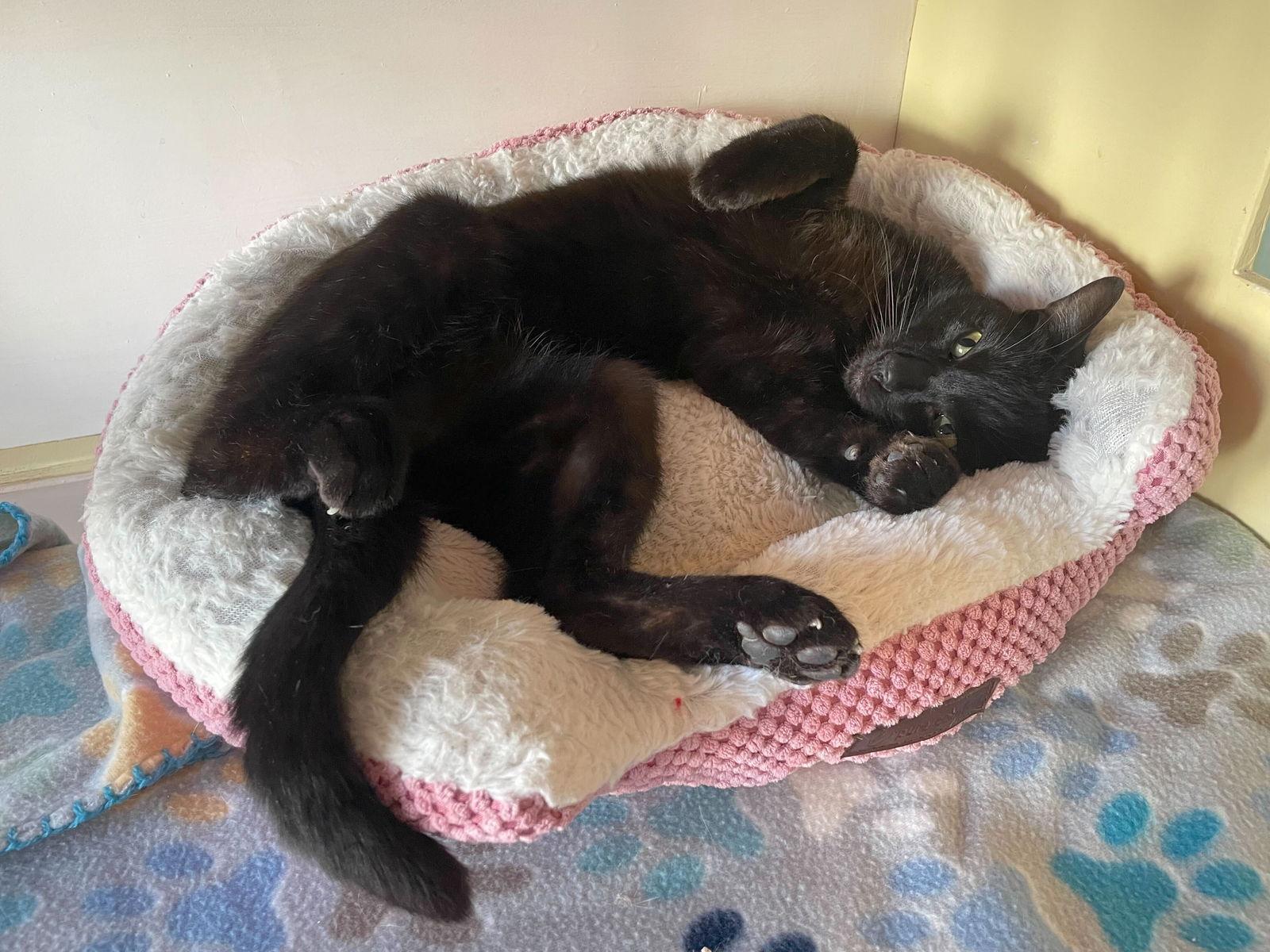 Enlarge Falcon, a Adoptable Domestic Short Hair in Oakland, CA image 2/2