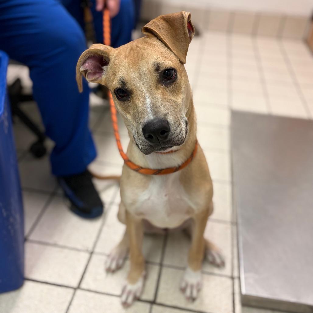 Jefferson, Adoptable, Young Male Mixed Breed.