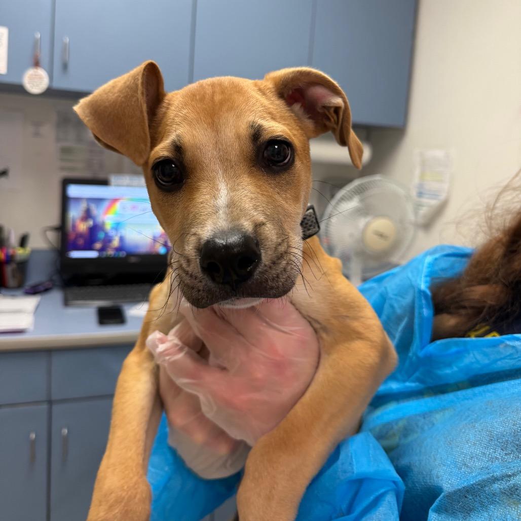 Enlarge Jefferson, a Adoptable Mixed Breed in Charleston, WV image 2/3