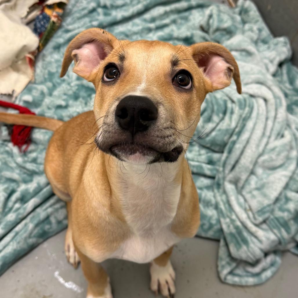 Enlarge Jefferson, a Adoptable Mixed Breed in Charleston, WV image 3/3