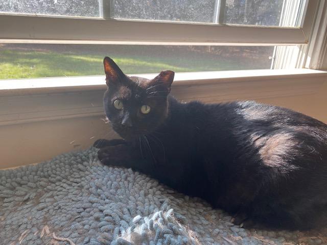 Enlarge Magic, a ADOPTABLE Domestic Short Hair in Ashland, VA image 3/3