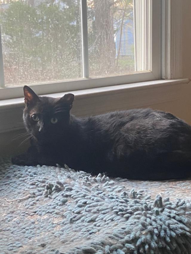 Magic, ADOPTABLE, Adult Male Domestic Short Hair.