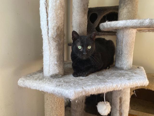 Enlarge Magic, a ADOPTABLE Domestic Short Hair in Ashland, VA image 2/3