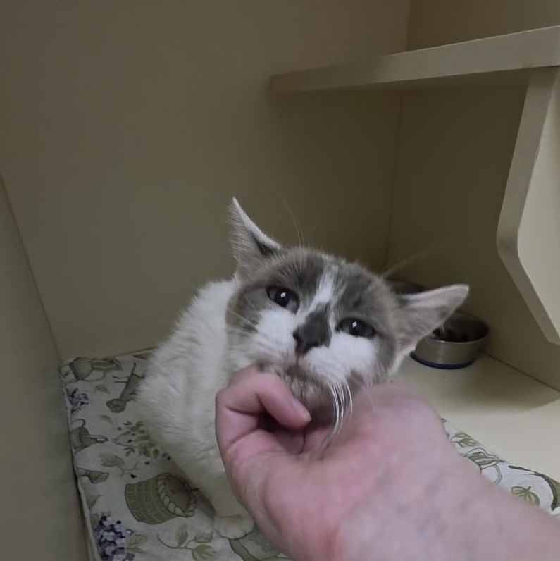 Enlarge KC26-64, a ADOPTABLE Siamese in Ridgecrest, CA image 1/1