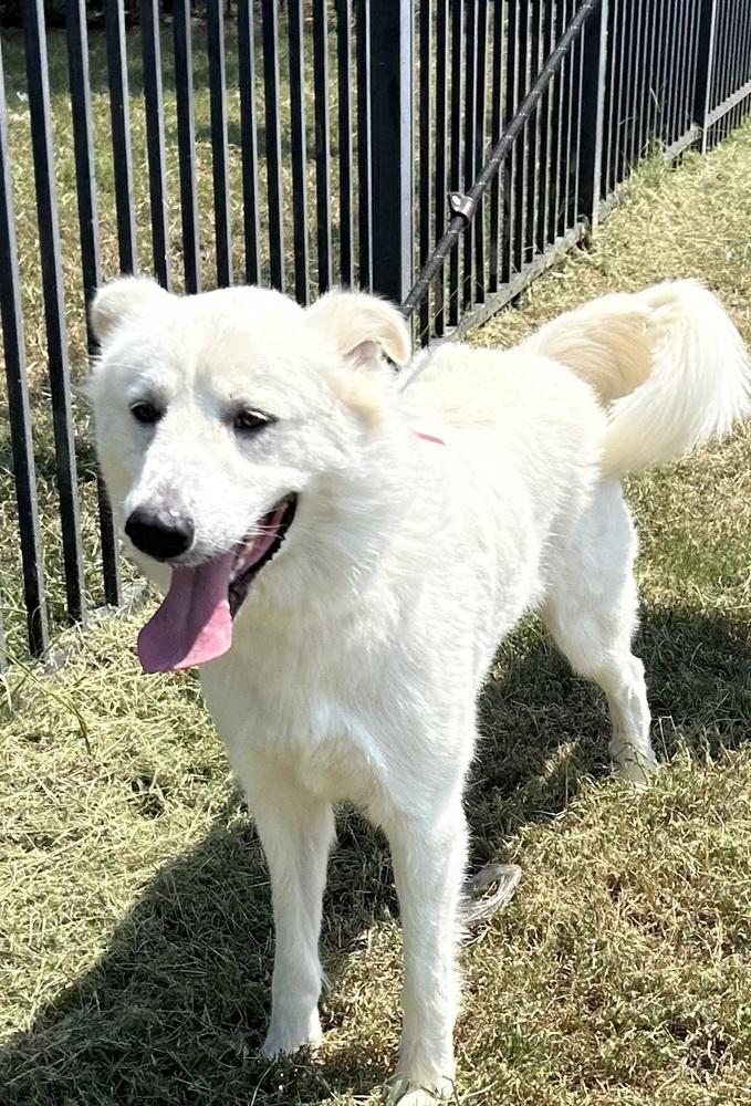 Enlarge Bianca, a Adoptable mixed breed in Lancaster, PA image 1/1