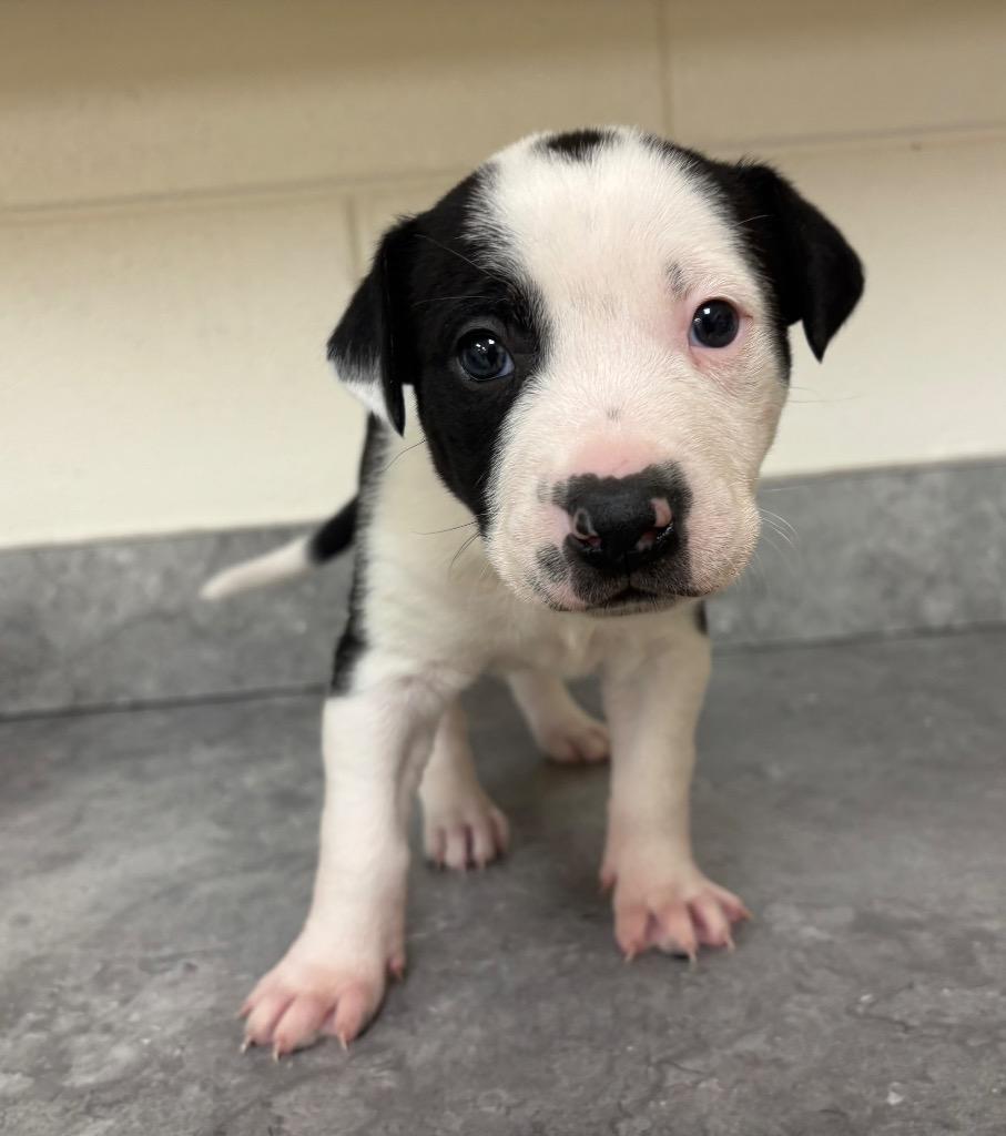 Annie / AC 27328 C, Adoptable, Puppy Female Dutch Shepherd.