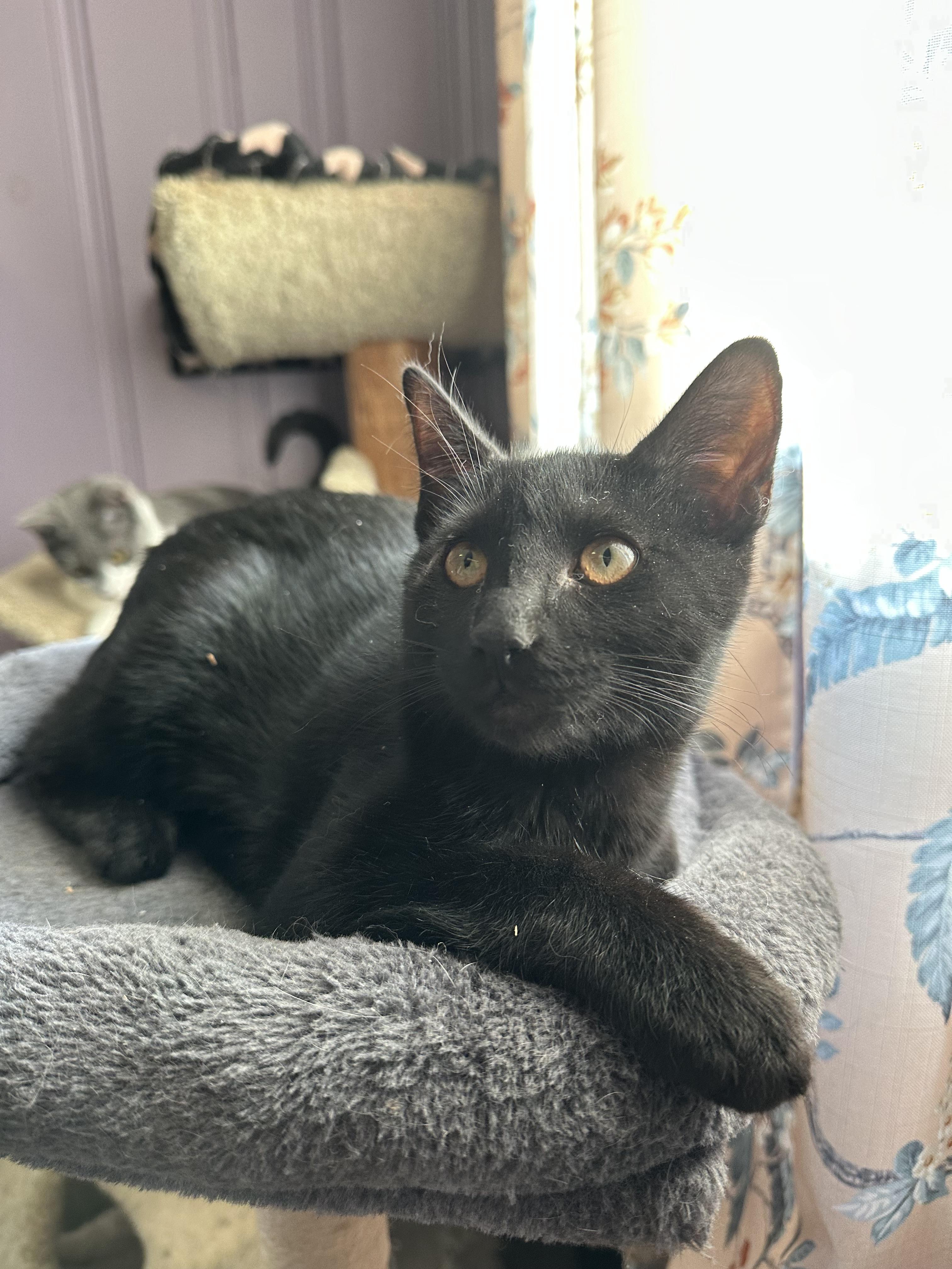 Prince Humperdinck , ADOPTABLE, Young Male Domestic Short Hair.