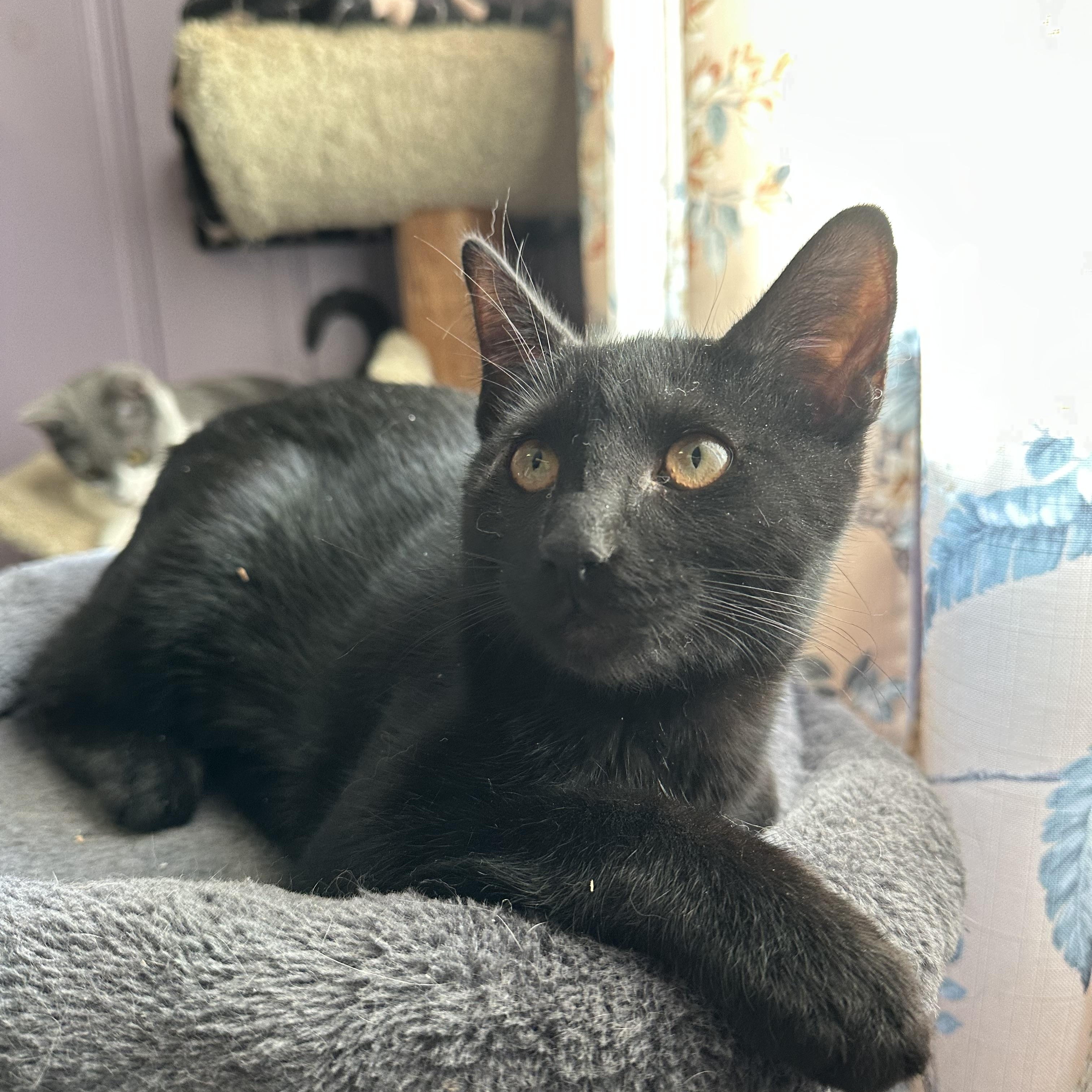 Enlarge Prince Humperdinck , a ADOPTABLE Domestic Short Hair in West Pittston, PA image 1/3