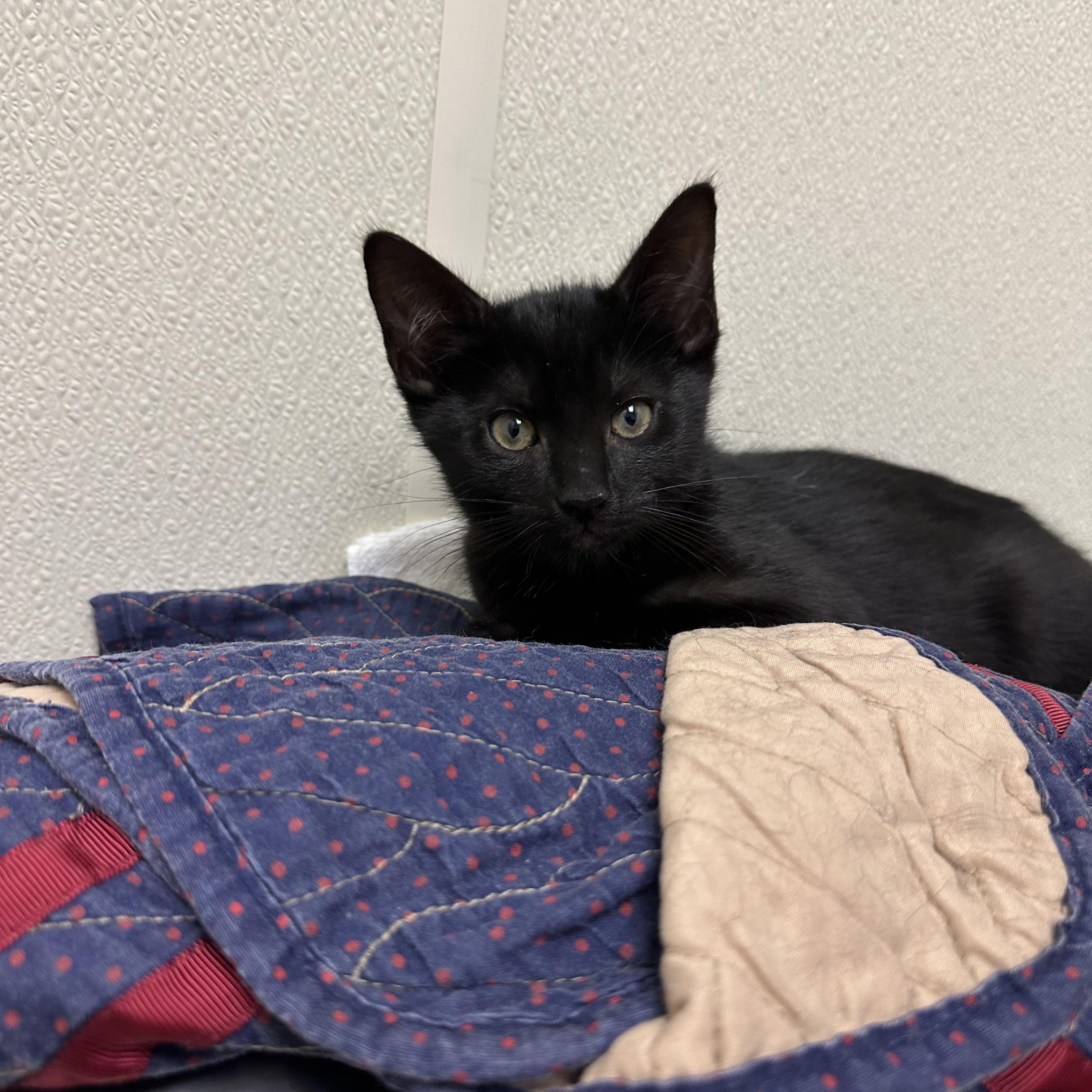 Enlarge Prince Humperdinck , a ADOPTABLE Domestic Short Hair in West Pittston, PA image 2/3