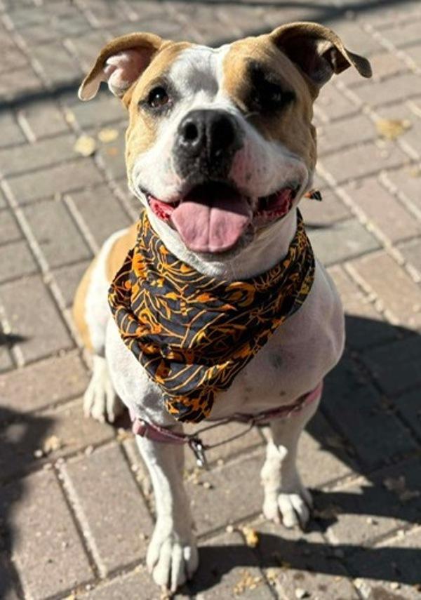 Buffy, Adoptable, Adult Female Pit Bull Terrier.