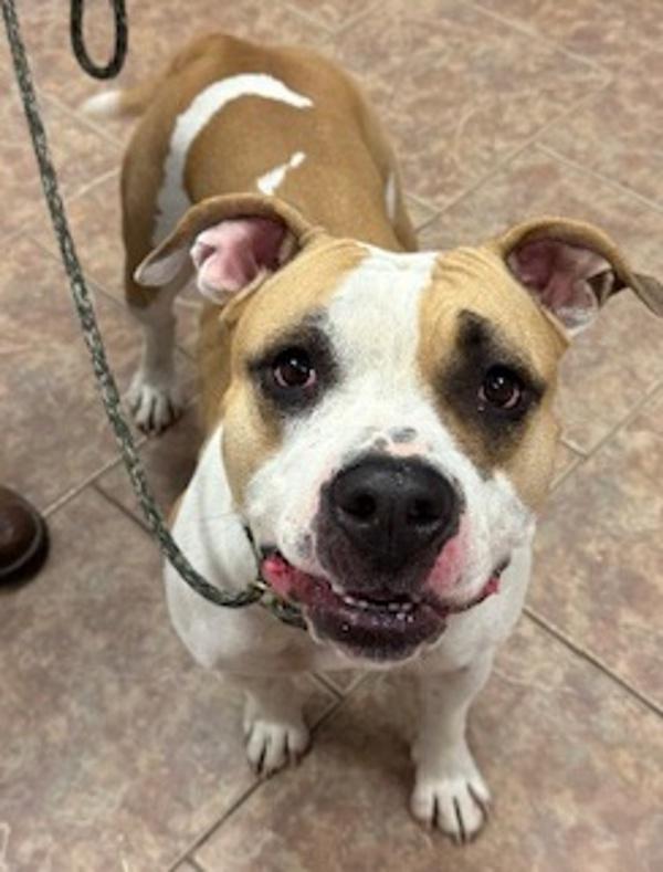 Buffy, a Adoptable mixed breed in Littleton, CO image 2/3