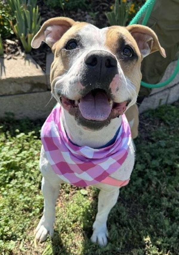 Buffy, a Adoptable mixed breed in Littleton, CO image 3/3