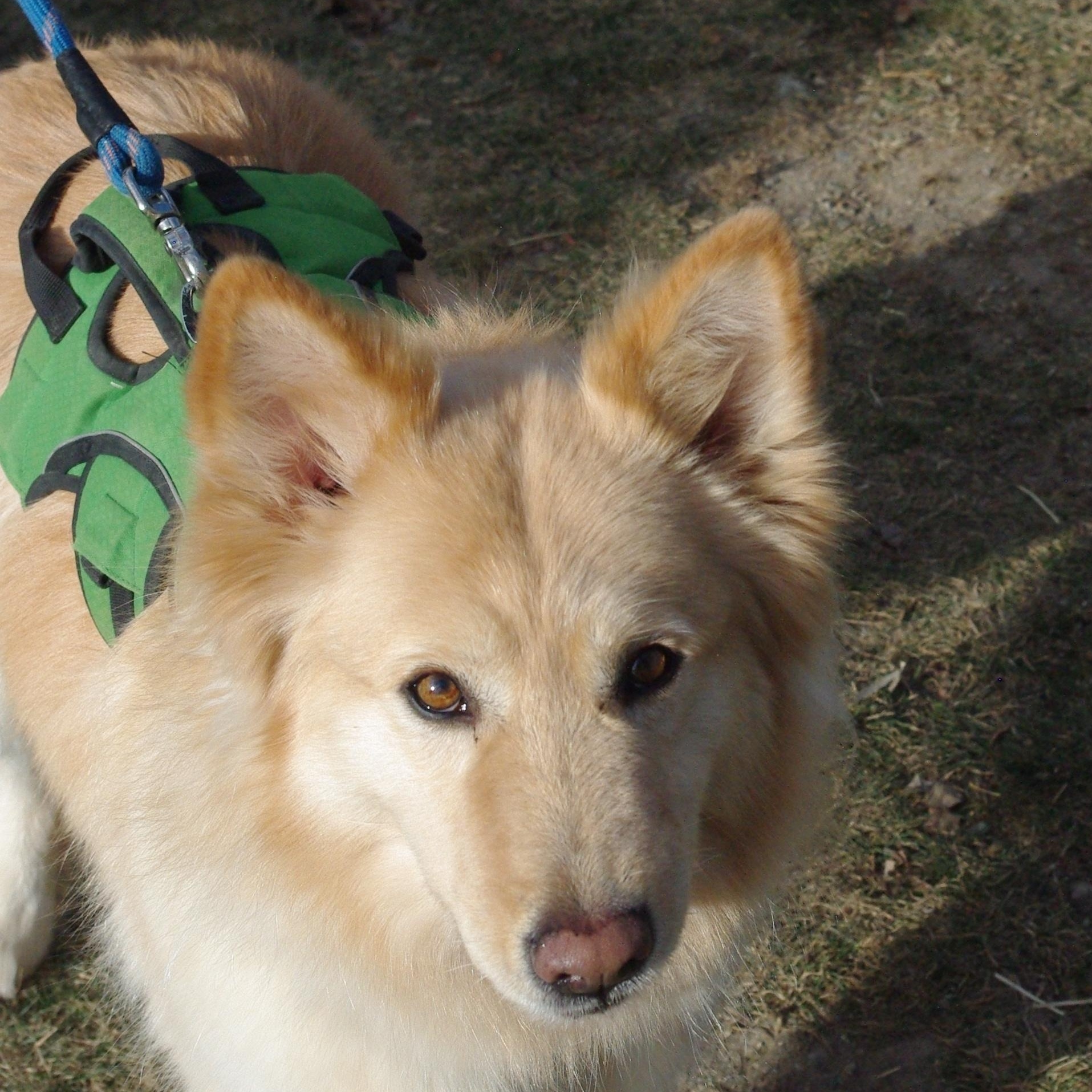 Enlarge Frost, a ADOPTABLE mixed breed in Baker City, OR image 3/3