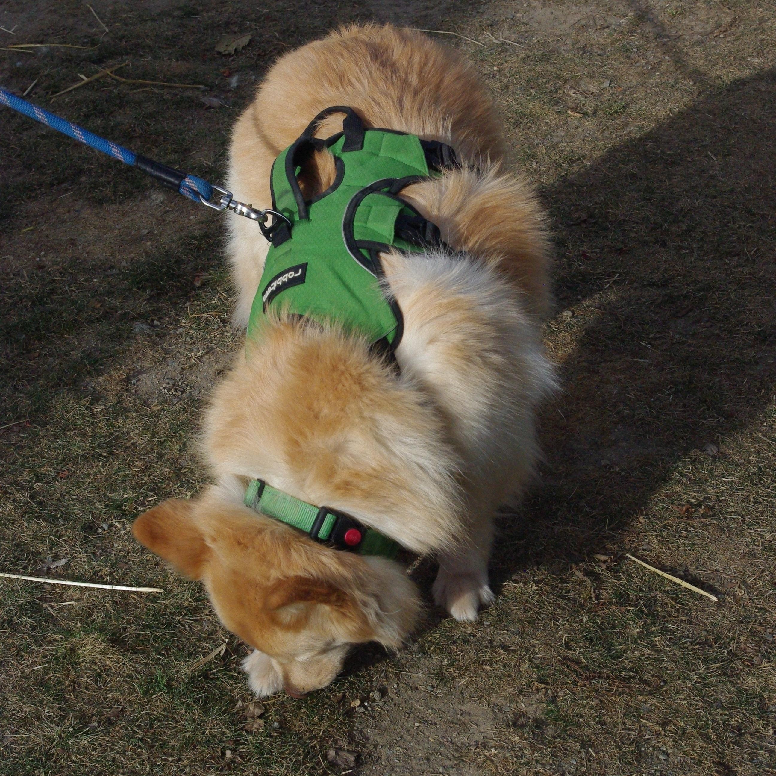 Enlarge Frost, a ADOPTABLE mixed breed in Baker City, OR image 1/3