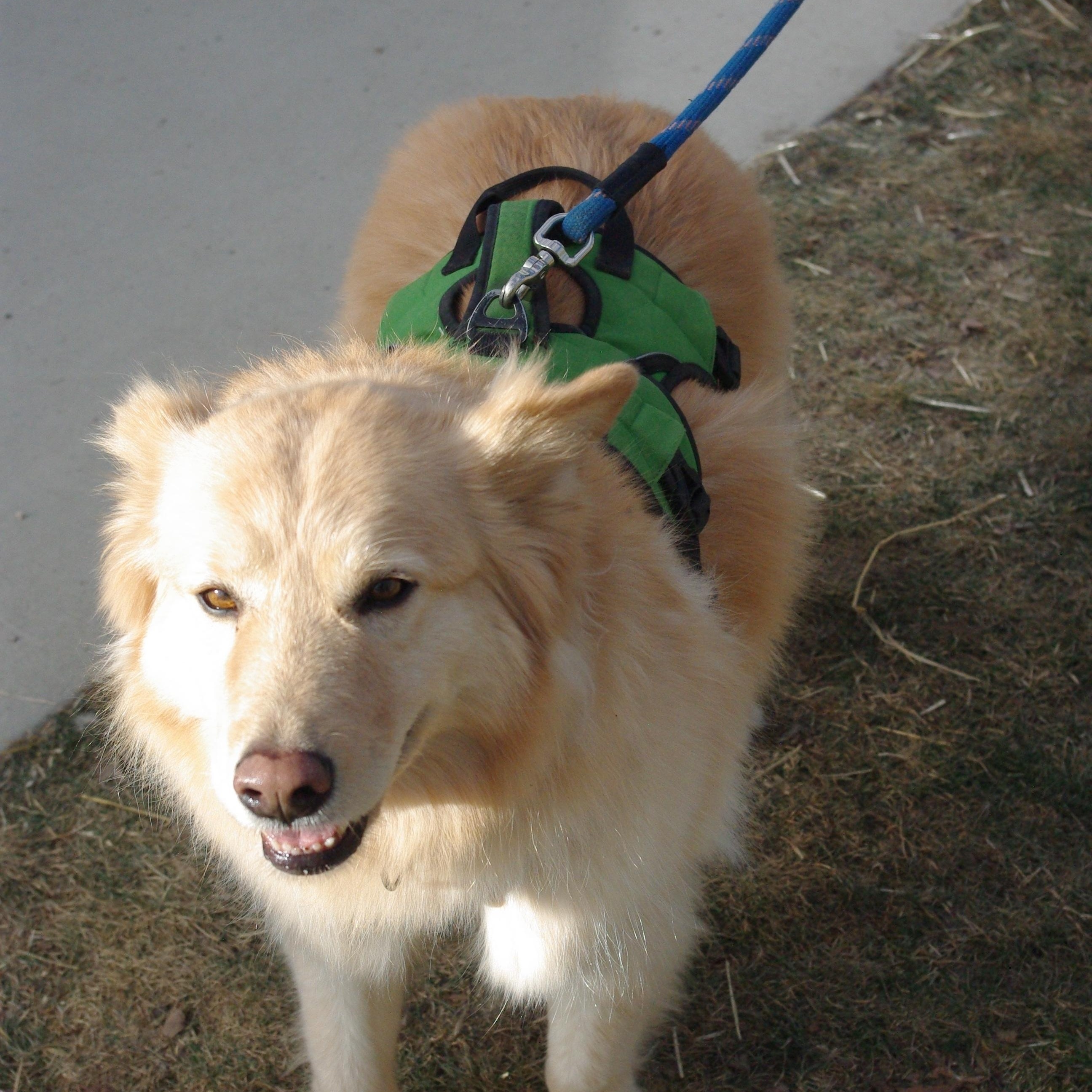 Enlarge Frost, a ADOPTABLE mixed breed in Baker City, OR image 2/3