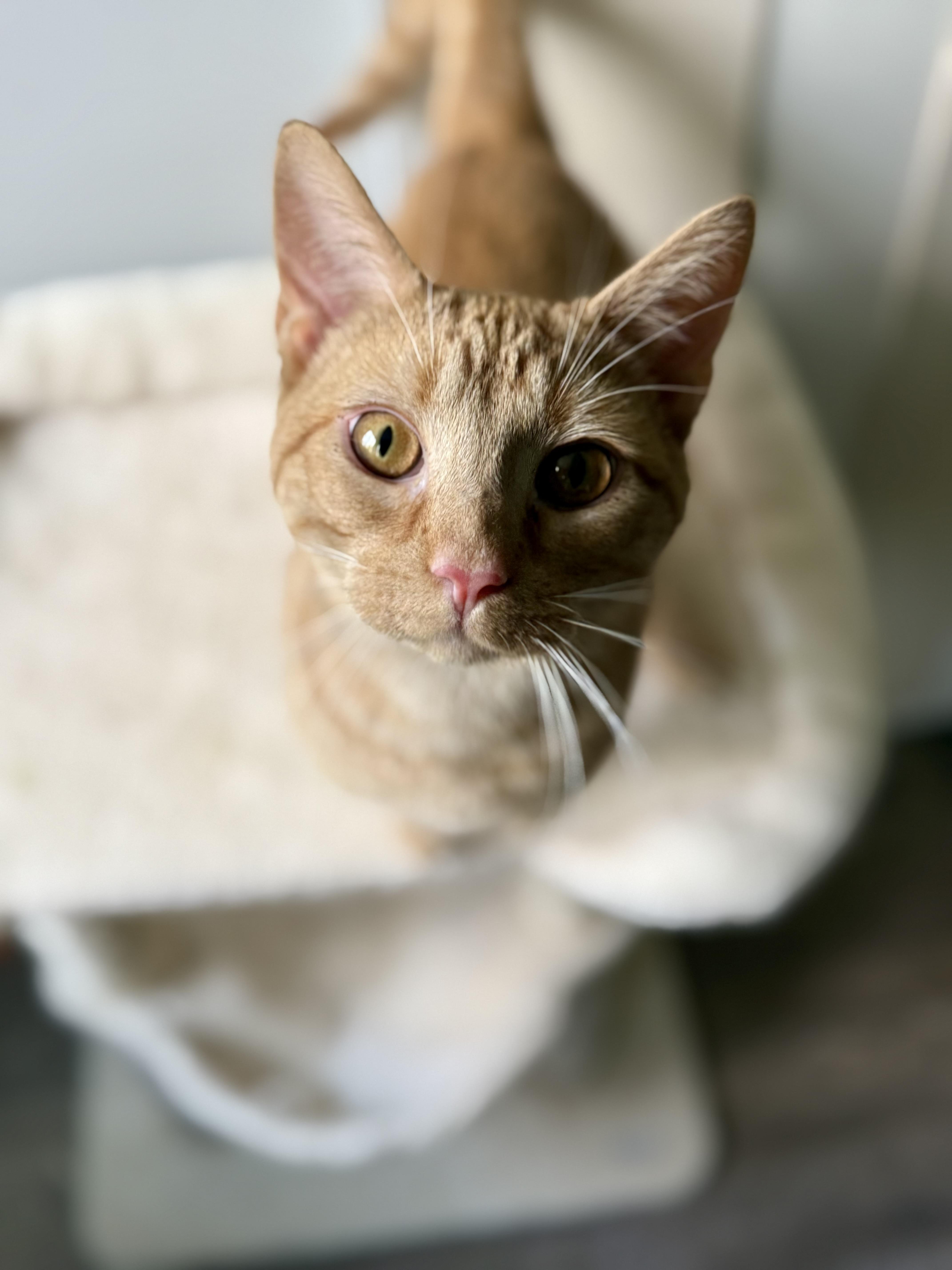 Tango, Adoptable, Young Male Domestic Short Hair.