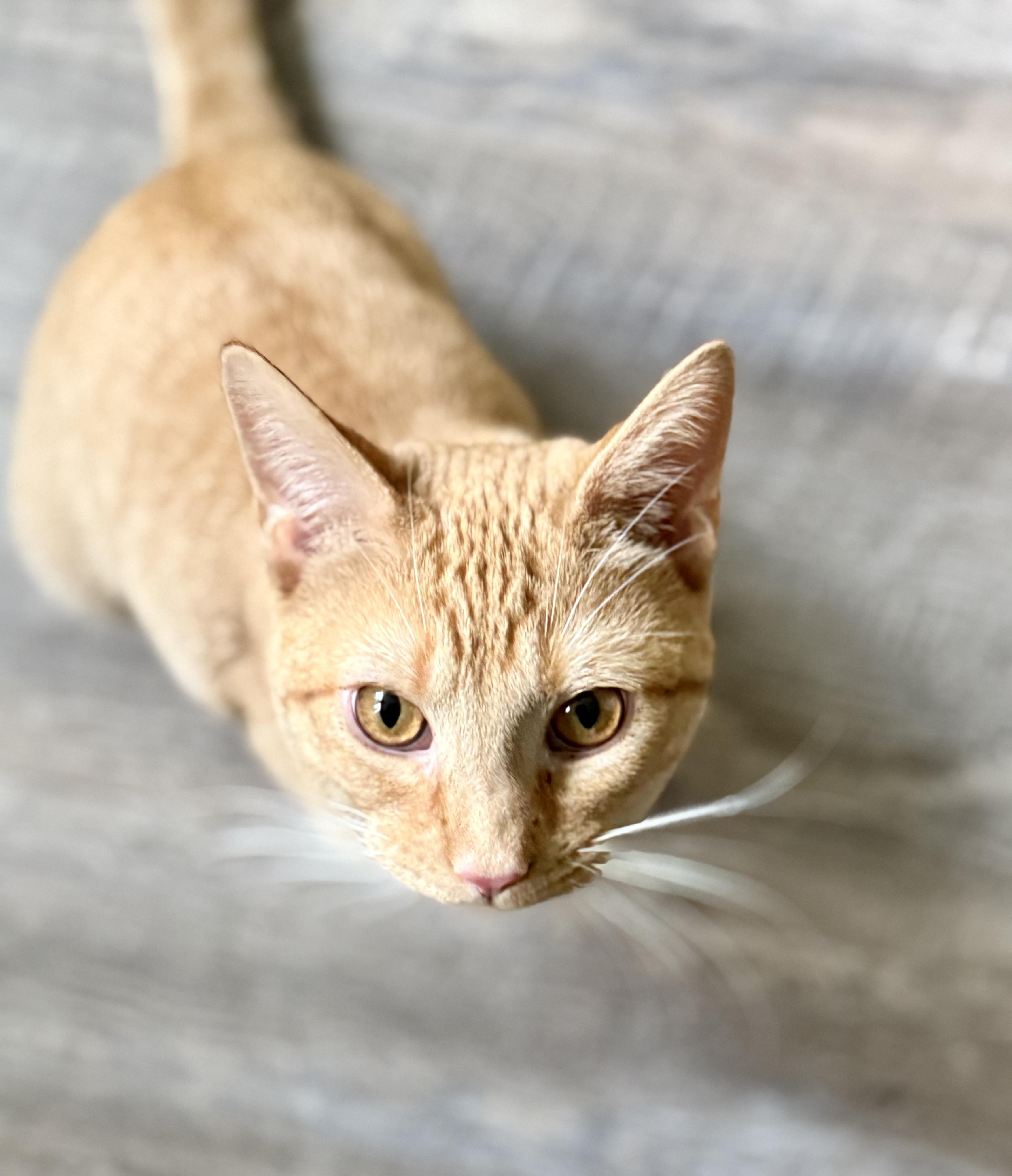 Tango, a Adoptable Domestic Short Hair in Johnson City, TN image 4/4