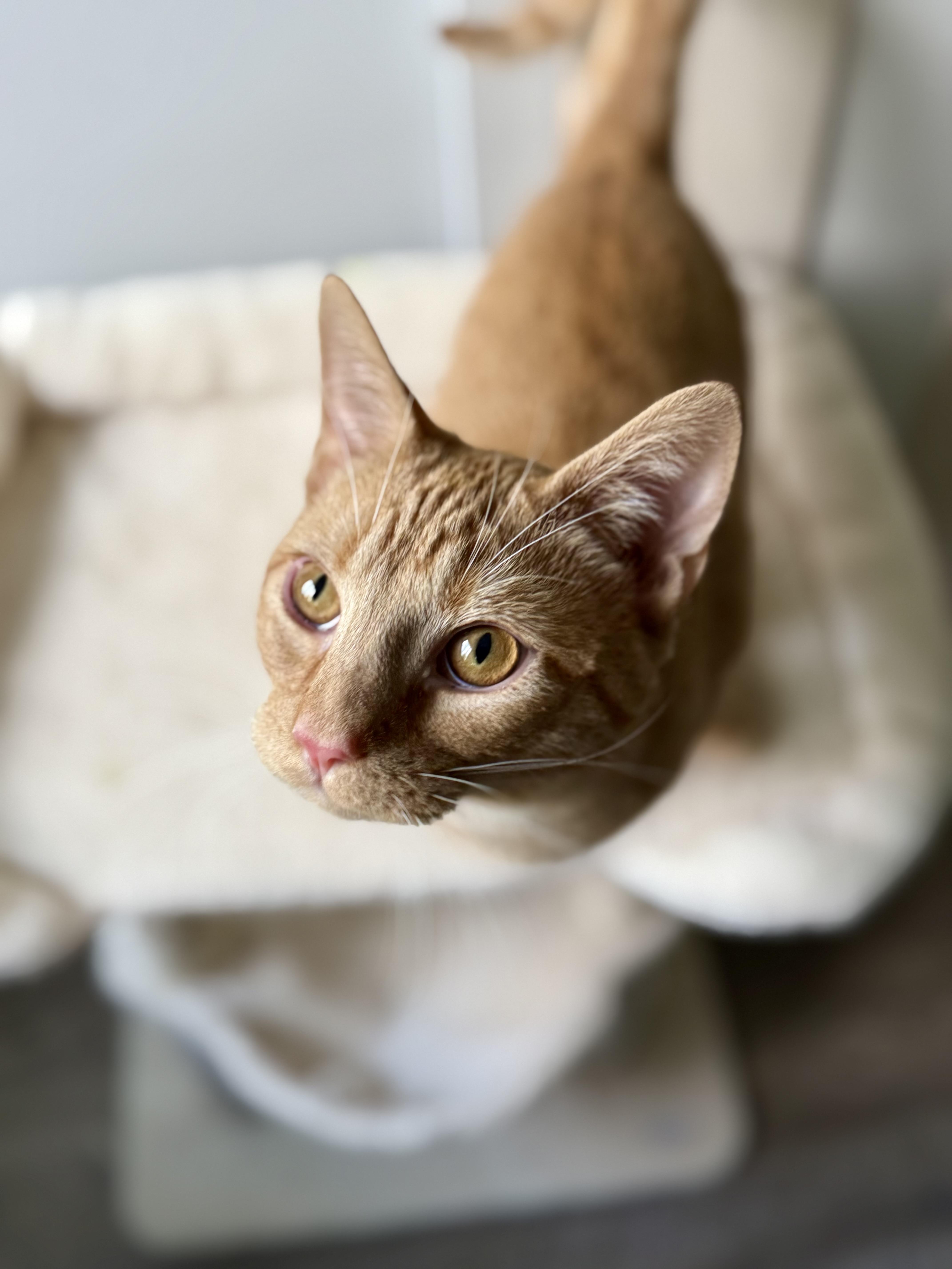 Tango, a Adoptable Domestic Short Hair in Johnson City, TN image 2/4