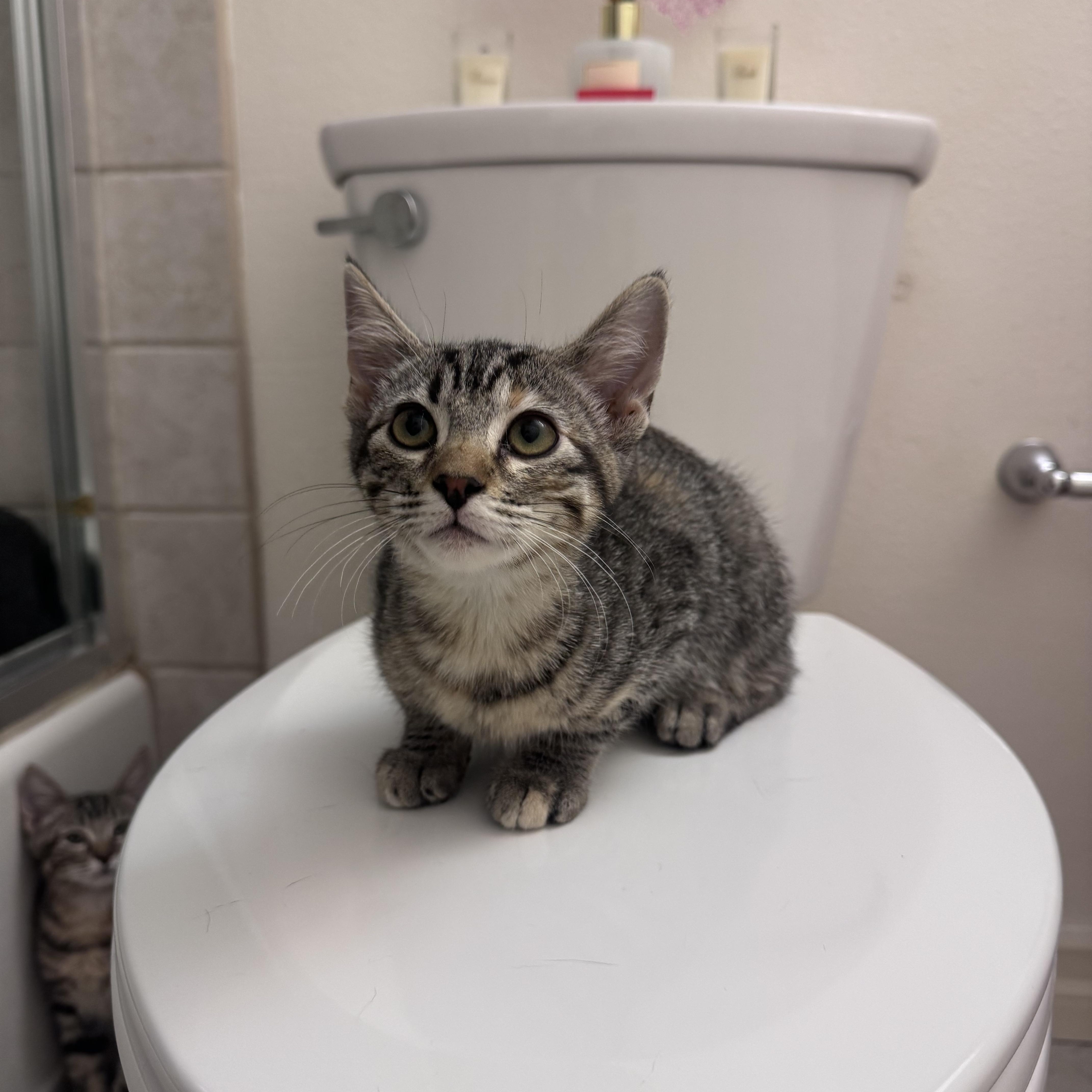 Bebe, a ADOPTABLE Domestic Medium Hair in San Diego, CA image 3/3