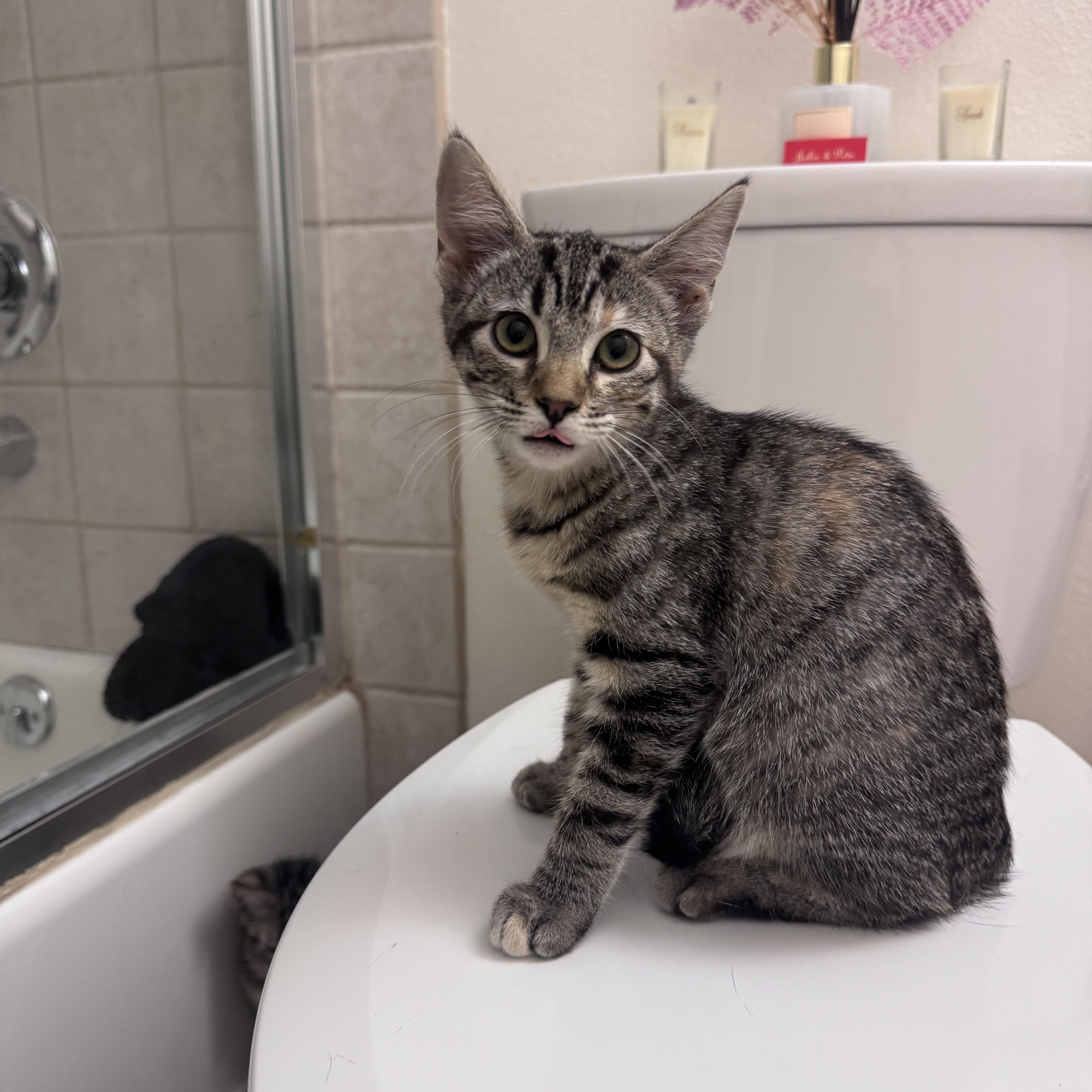 Bebe, ADOPTABLE, Kitten Female Domestic Medium Hair.