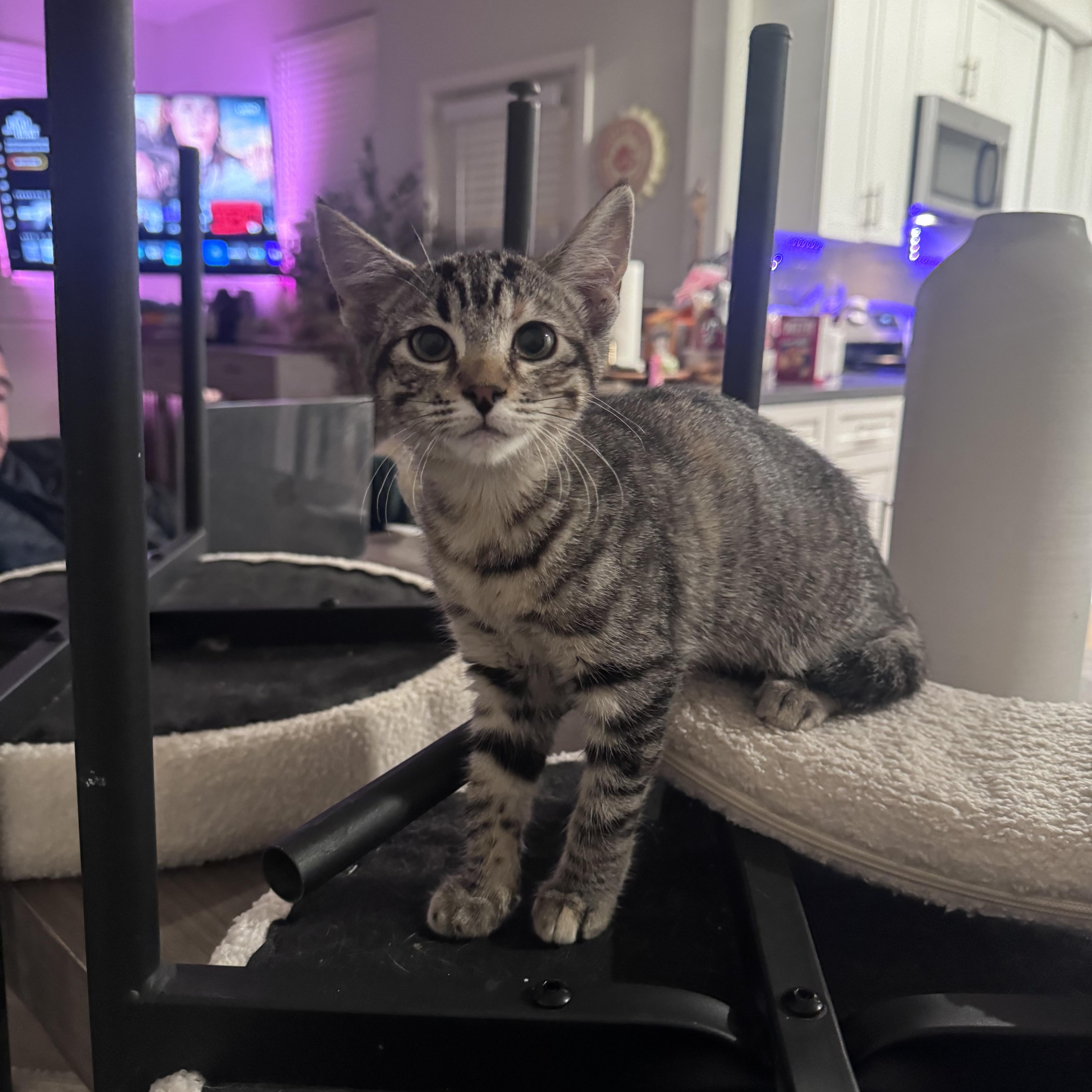 Bebe, a ADOPTABLE Domestic Medium Hair in San Diego, CA image 2/3