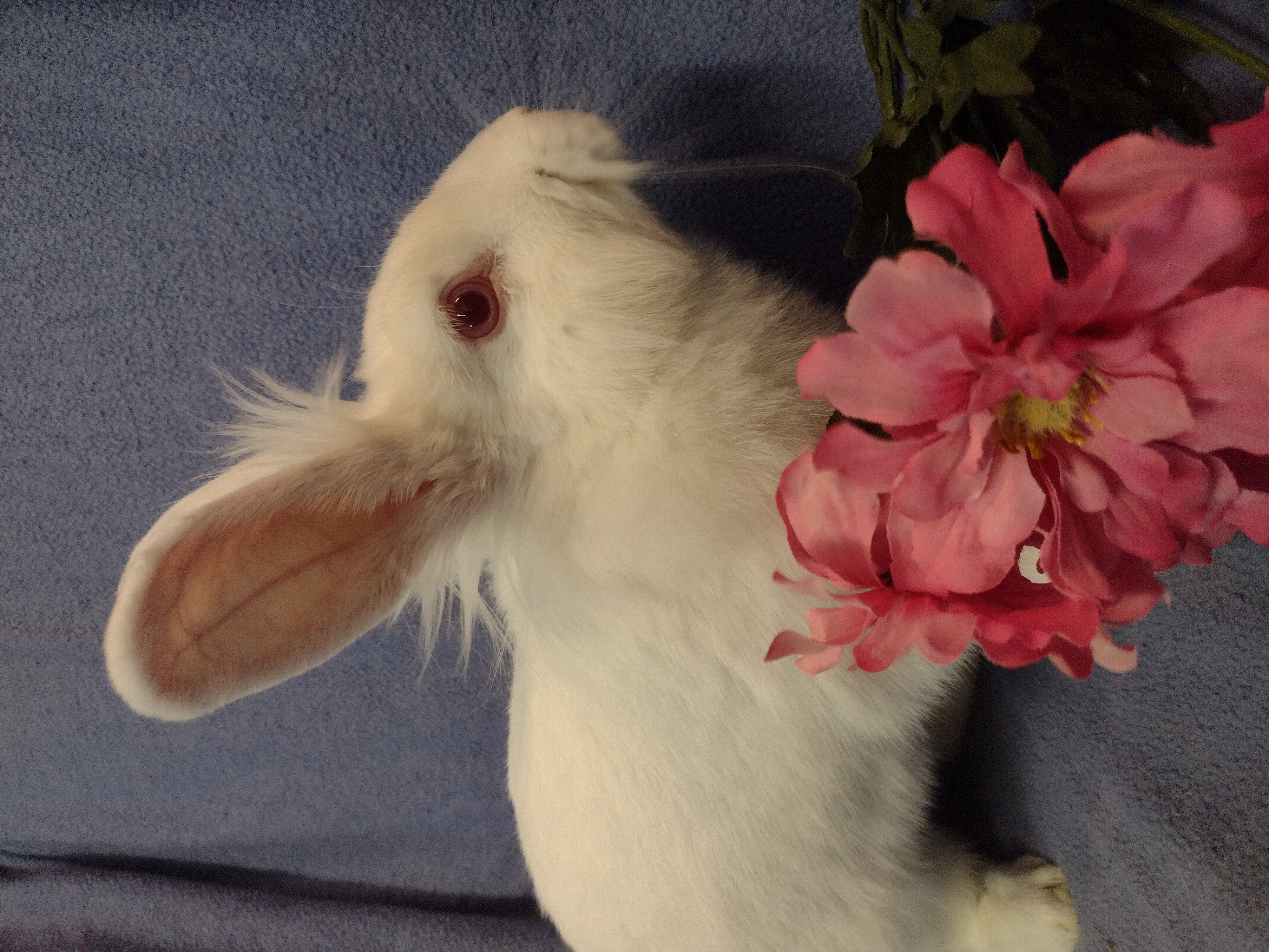 Karma, a Adoptable Lionhead in Plymouth, MI image 1/2