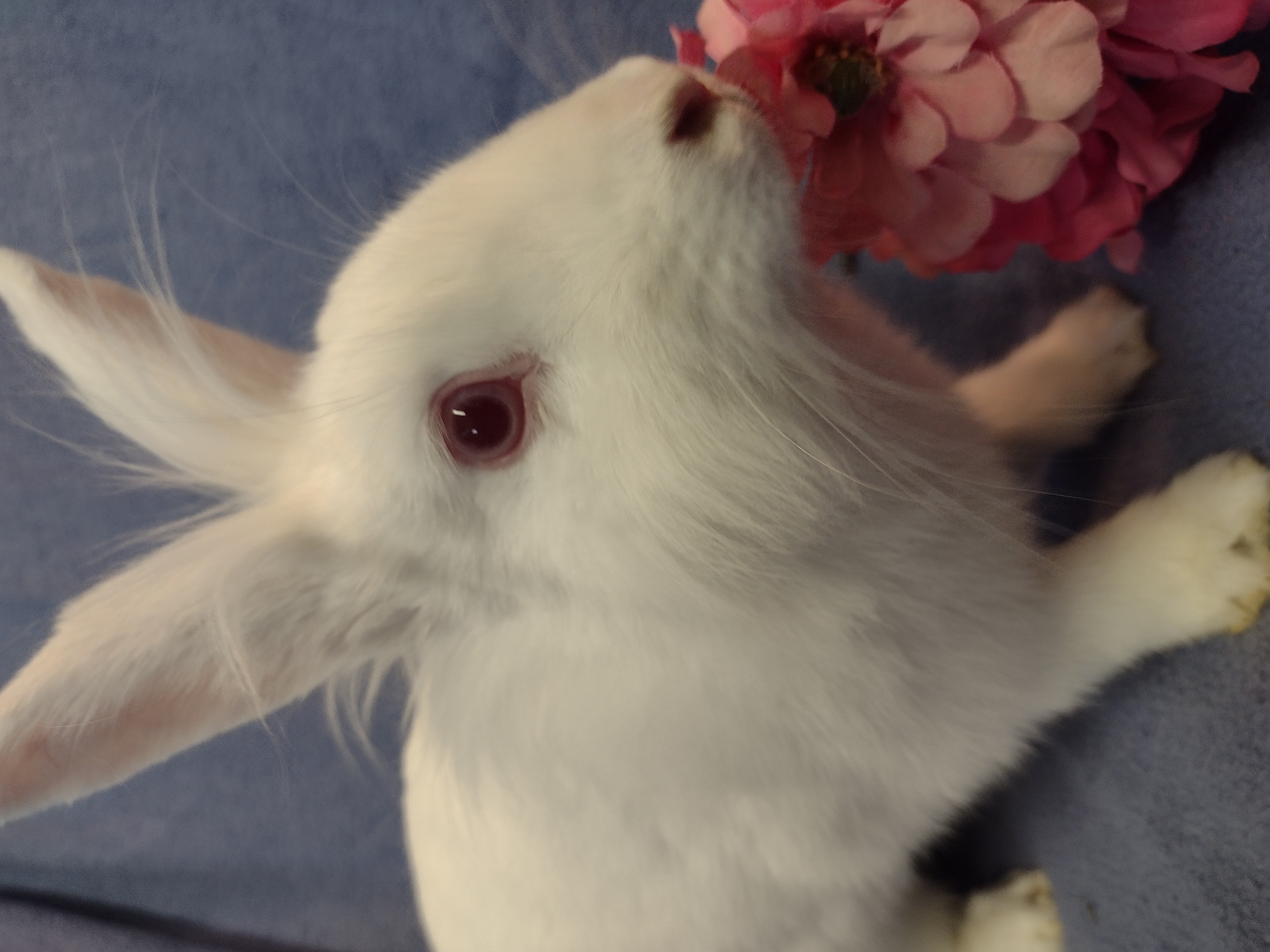 Karma, a Adoptable Lionhead in Plymouth, MI image 2/2