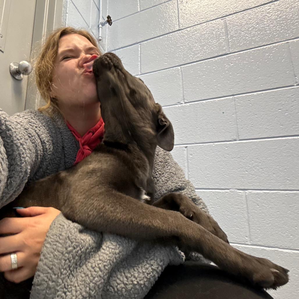 Akira, Adoptable, Puppy Female Pit Bull Terrier.