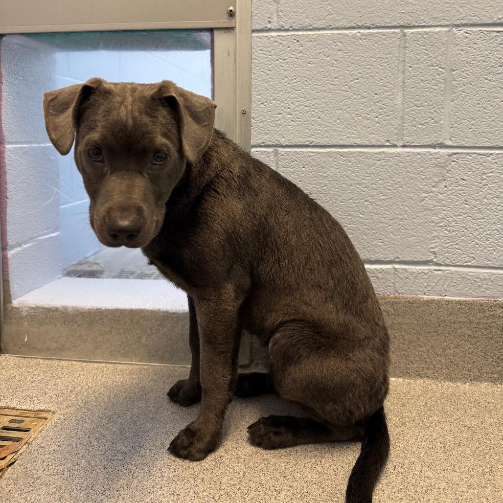 Enlarge Akira, a Adoptable mixed breed in Martinsville, VA image 3/6