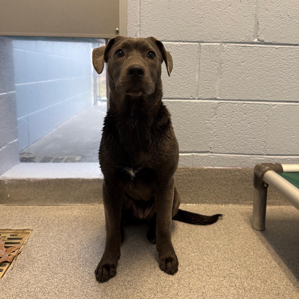 Enlarge Akira, a Adoptable mixed breed in Martinsville, VA image 4/6