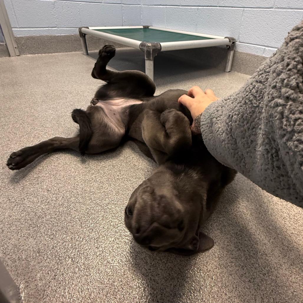 Enlarge Akira, a Adoptable mixed breed in Martinsville, VA image 5/6