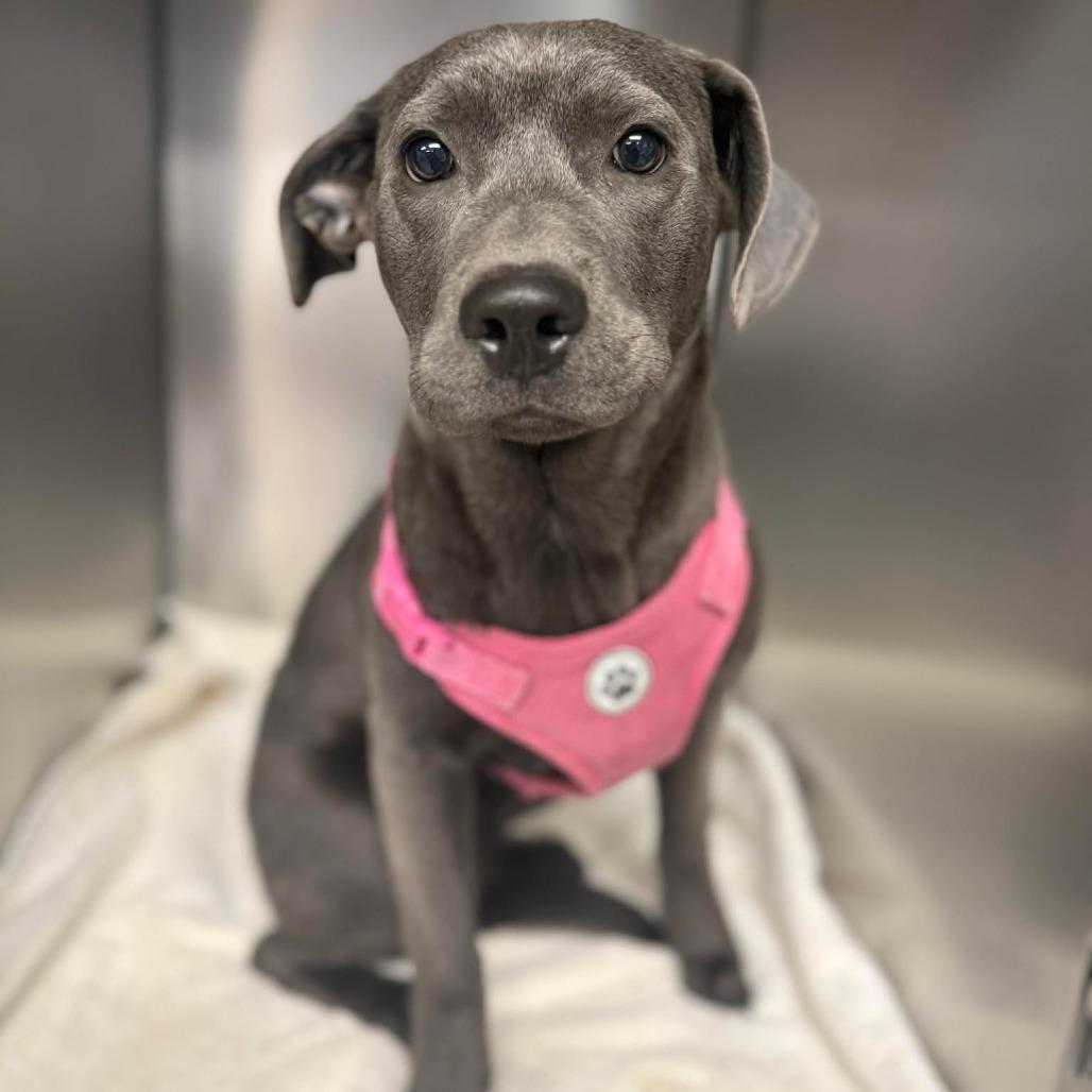 Enlarge Akira, a Adoptable mixed breed in Martinsville, VA image 6/6