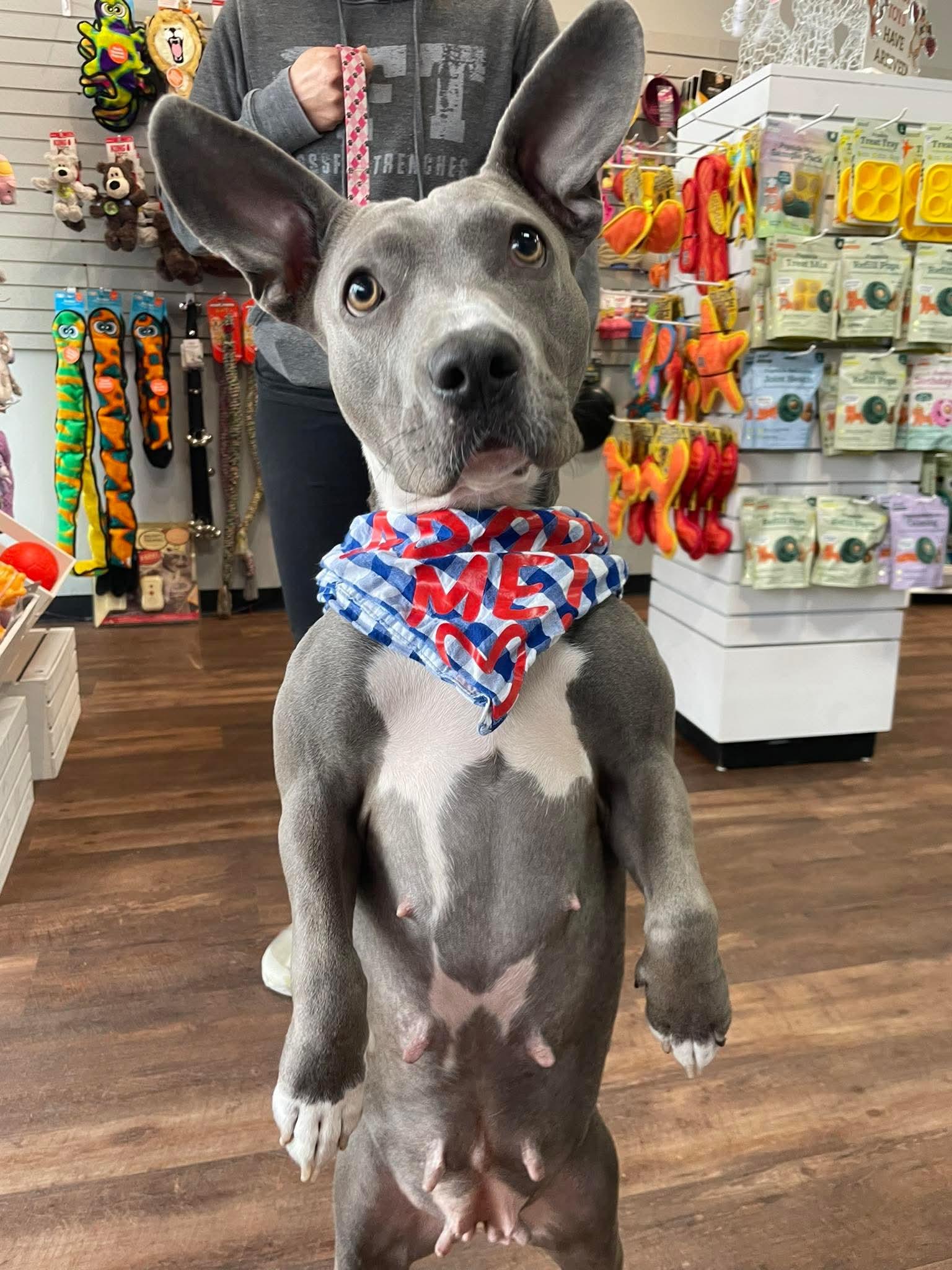 Holly, Adoptable, Adult Female American Bully.