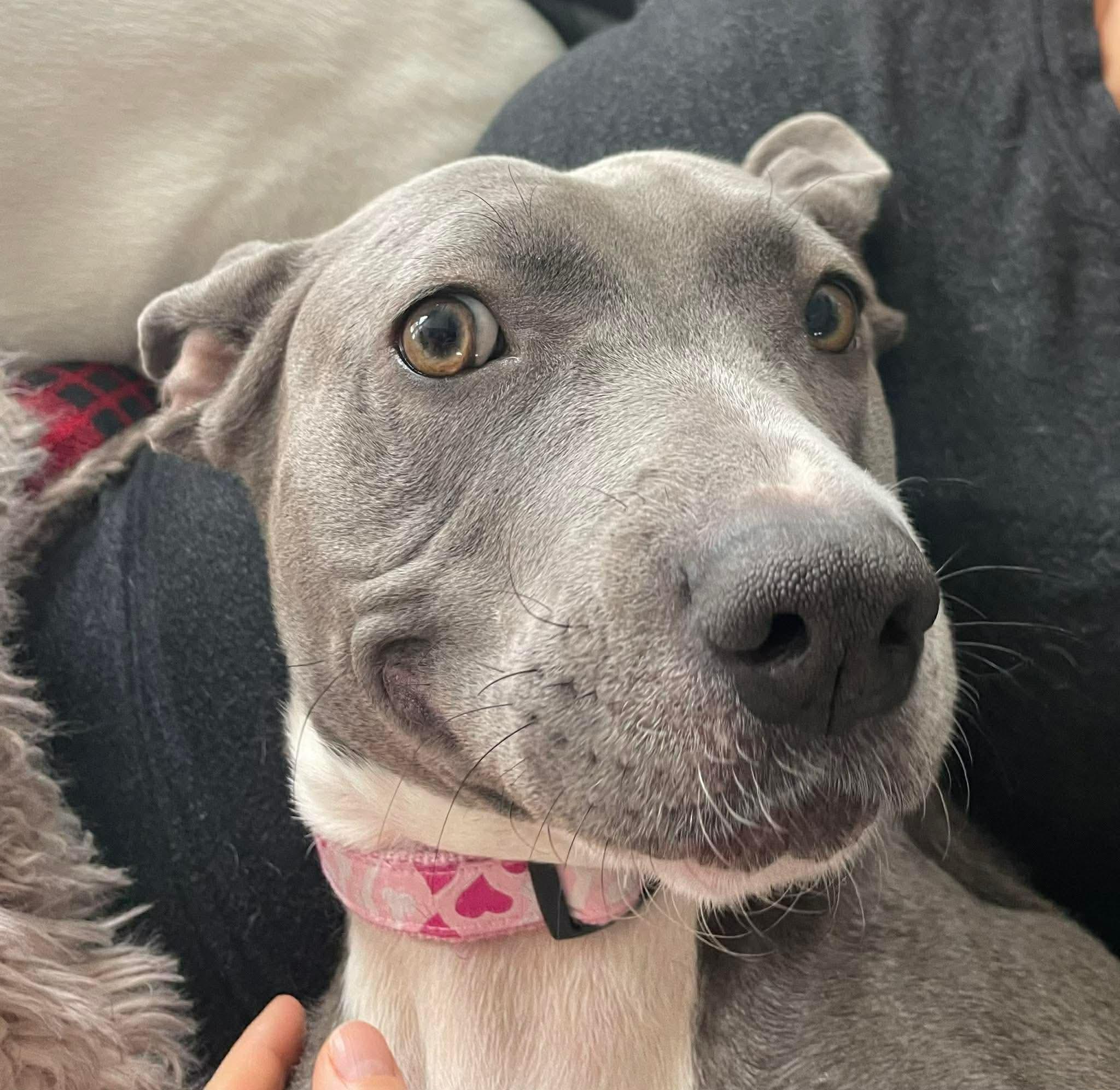 Holly, a Adoptable mixed breed in O'Fallon, MO image 6/6