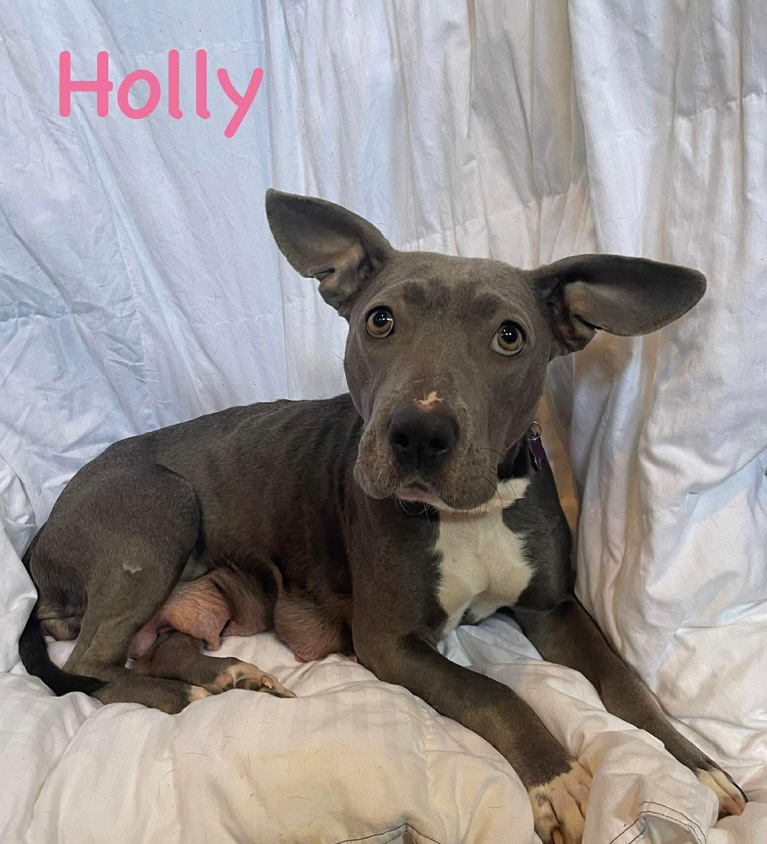 Holly, a Adoptable mixed breed in O'Fallon, MO image 2/6
